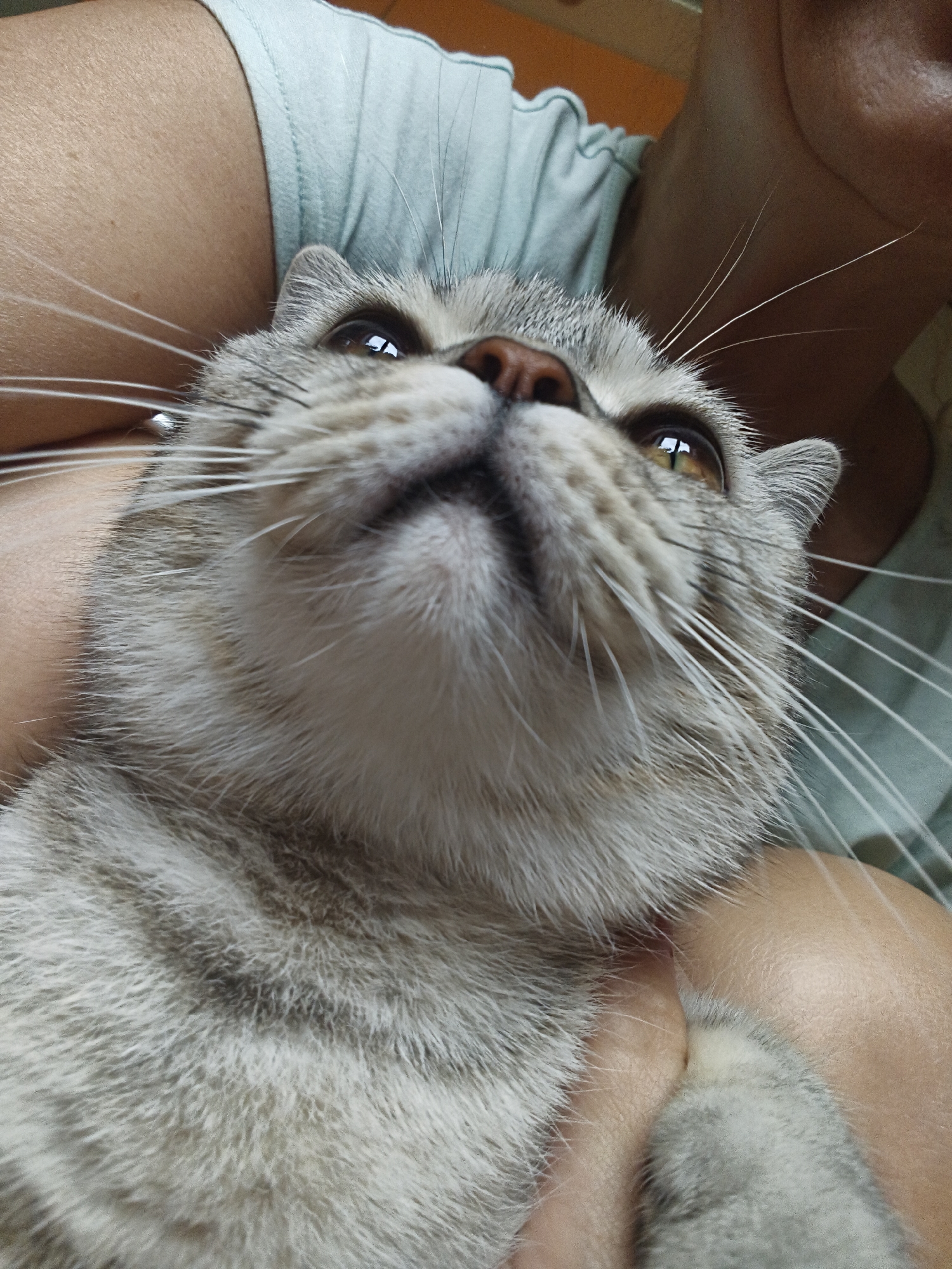 A close-up, low-angle shot shows a grey tabby cat being held by a person. The cat's head is tilted upwards, and its eyes are wide and looking up. Its whiskers are prominent, fanning out from its muzzle. The cat's fur is grey with darker tabby markings. The person's skin is visible on the upper left and right of the frame, and they are wearing a light blue t-shirt. The background is out of focus, with hints of an indoor environment. The image appears to be taken in an unknown location in an unknown city.