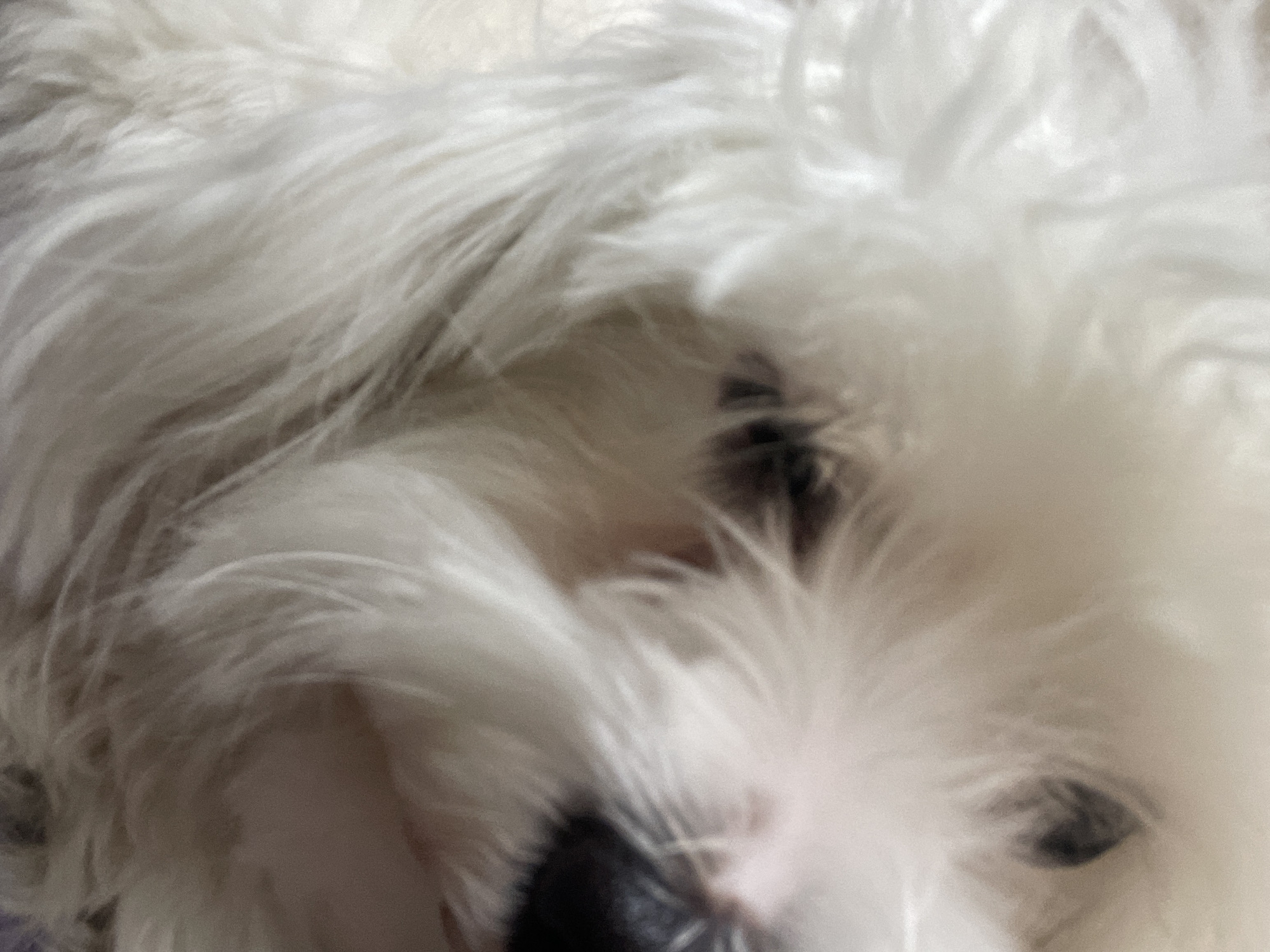 The image is a close-up, low-resolution photograph of a white fluffy dog's face, likely a Maltese or similar breed. The dog's fur is the dominant feature, appearing soft and long, obscuring much of its facial structure. One eye is partially visible, appearing dark. The dog's nose is black. The lighting is soft and diffused, suggesting an indoor setting. There are no discernible elements that would indicate a specific location in Godijelji, Montenegro, or any other city. The focus is solely on the dog's face and fur.