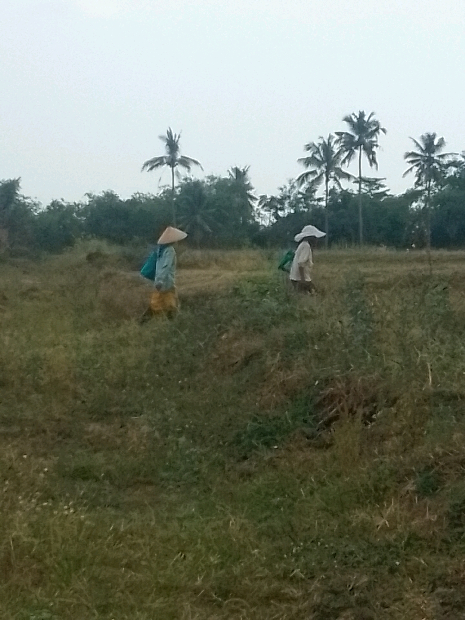The image depicts an outdoor scene with a person walking in a field, with a line of trees in the background. The sky is overcast, suggesting a cloudy day. The person is wearing a conical hat and carrying a bag over their shoulder. The field is covered in grass and some patches of dry vegetation. There are several palm trees visible among the other trees in the background, which are characteristic of tropical regions. The overall impression is a rural or agricultural setting, possibly a rice paddy or a field with crops. The image quality is somewhat low, with a grainy texture and muted colors, making it difficult to discern fine details. The composition is simple, focusing on the solitary figure in the vast expanse of the field.