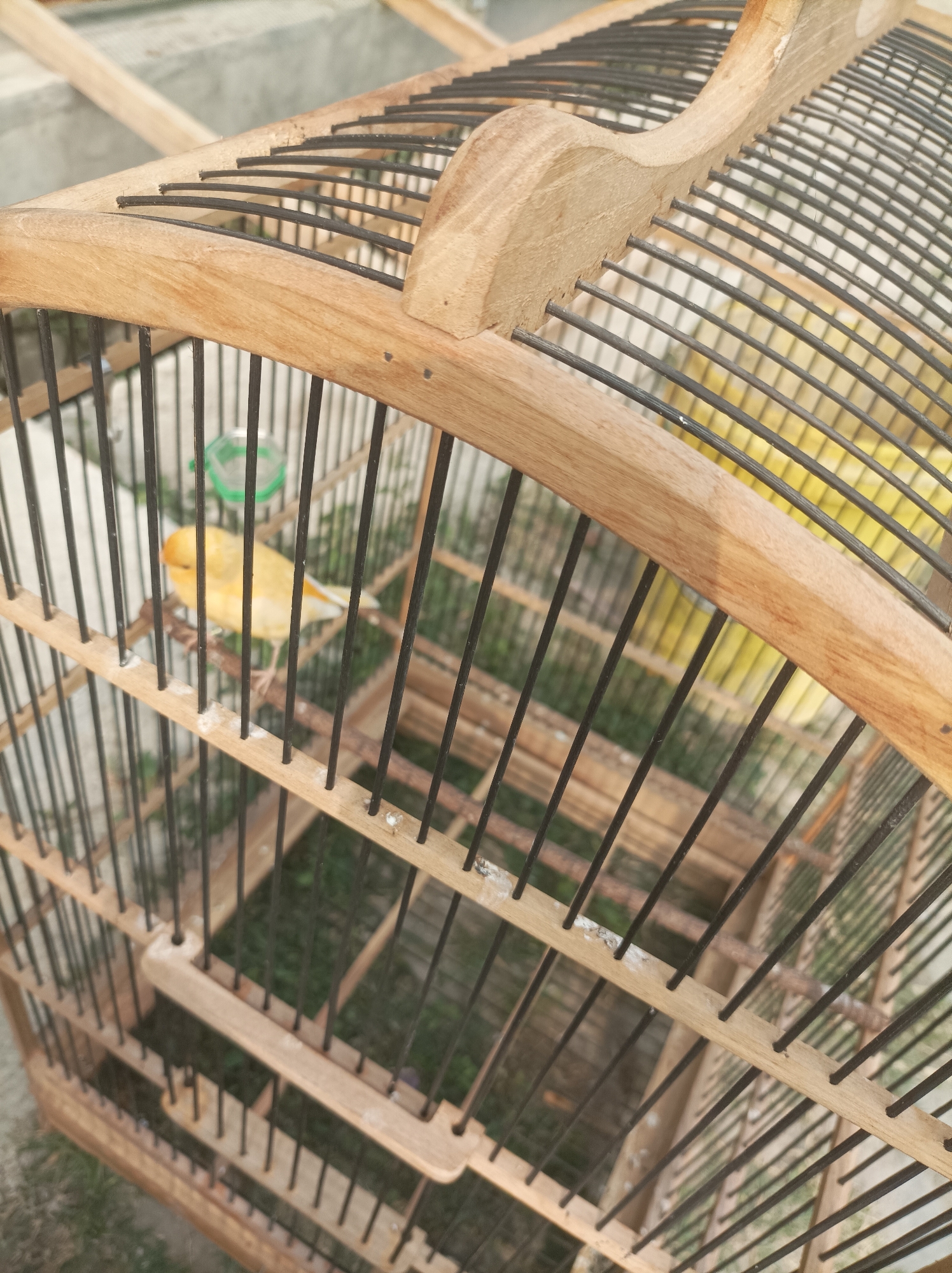 A yellow canary is perched on a wooden dowel inside a wooden birdcage. The cage has a rounded top with a decorative wooden piece and thin black bars. The background is blurred, but appears to be outdoors with some green foliage and a textured grey surface. The image was taken in Pamengkang, Indonesia.