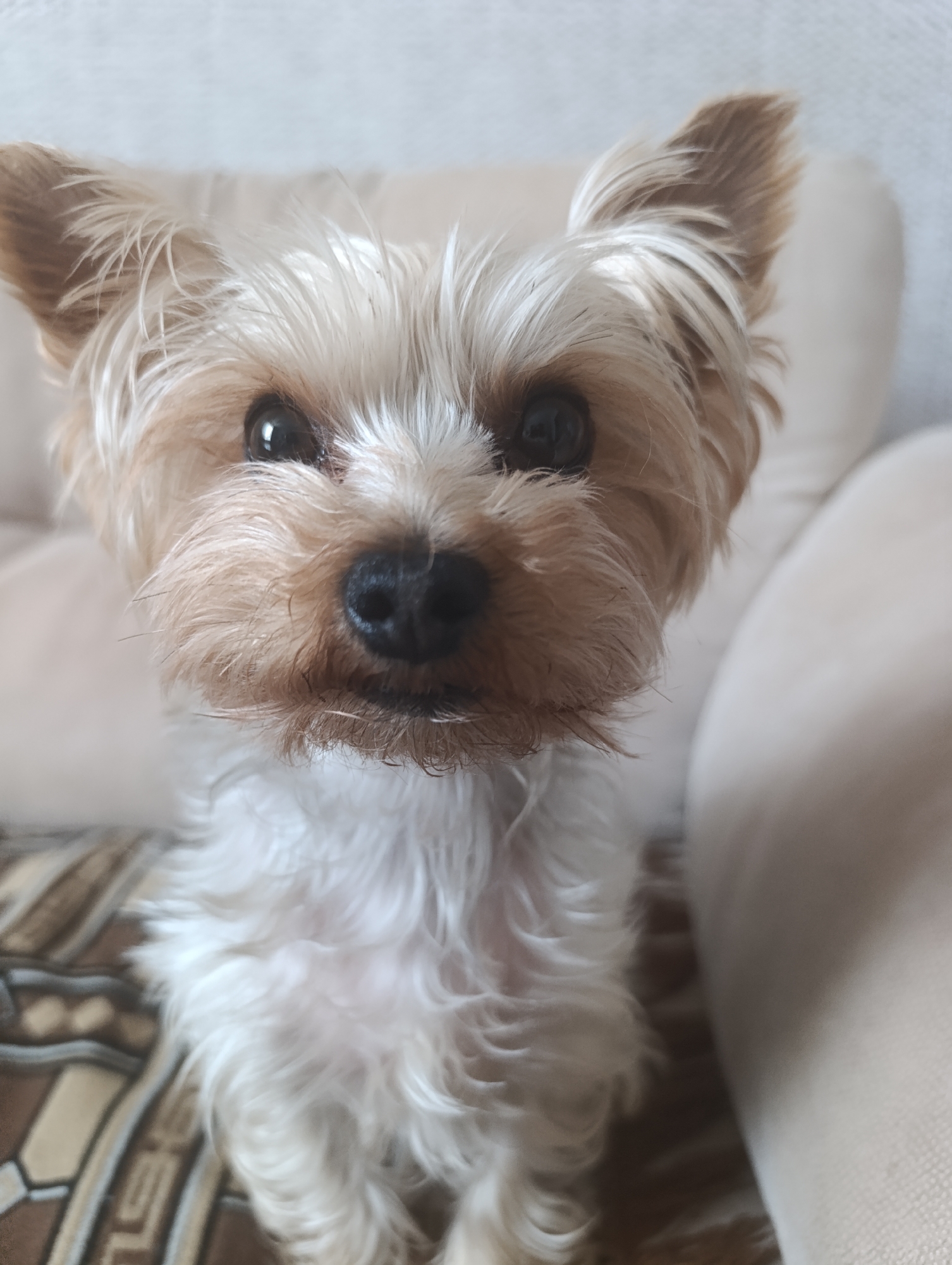 A close-up, eye-level, vertical shot focuses on the face of a small, tan and white Yorkshire Terrier sitting on a patterned cushion. The dog is looking directly at the camera with its ears perked. The background is a soft, out-of-focus, light-colored surface, possibly a couch or wall. The lighting is soft, highlighting the dog's fur and dark eyes.