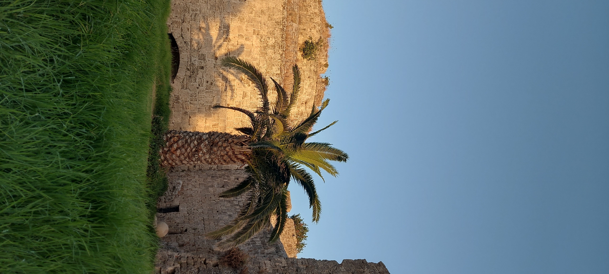 The image shows a palm tree in front of a stone wall, likely a historical fortification, under a clear blue sky. The wall is constructed from large, rough-hewn stones, and portions of it appear weathered and aged, with some vegetation growing on top. The palm tree is tall with a thick, textured trunk and green fronds that cast a shadow on the wall. In the foreground, there is lush green grass. The lighting suggests it is either early morning or late afternoon, as the light is warm and casts long shadows. The scene is located in the Municipal Unit of Rhodes, Greece, a region known for its historical sites and ancient architecture, including fortifications like the ones depicted. No people or animals are visible in the image.