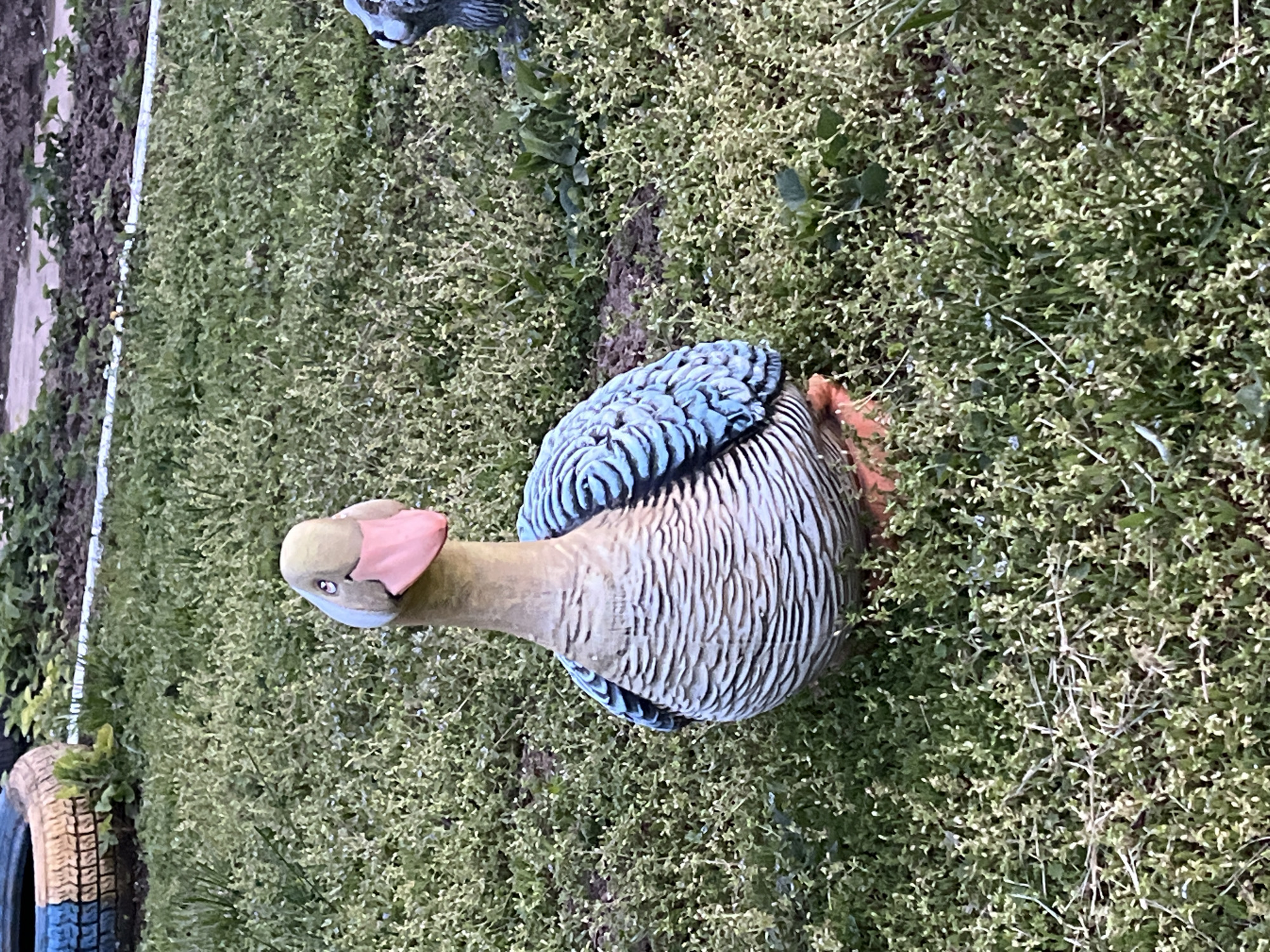 A garden ornament of a goose is placed on a patch of green groundcover. Another similar ornament is partially visible in the upper left corner of the frame. Lyubenovo, Bulgaria is not visually discernible from the image provided.