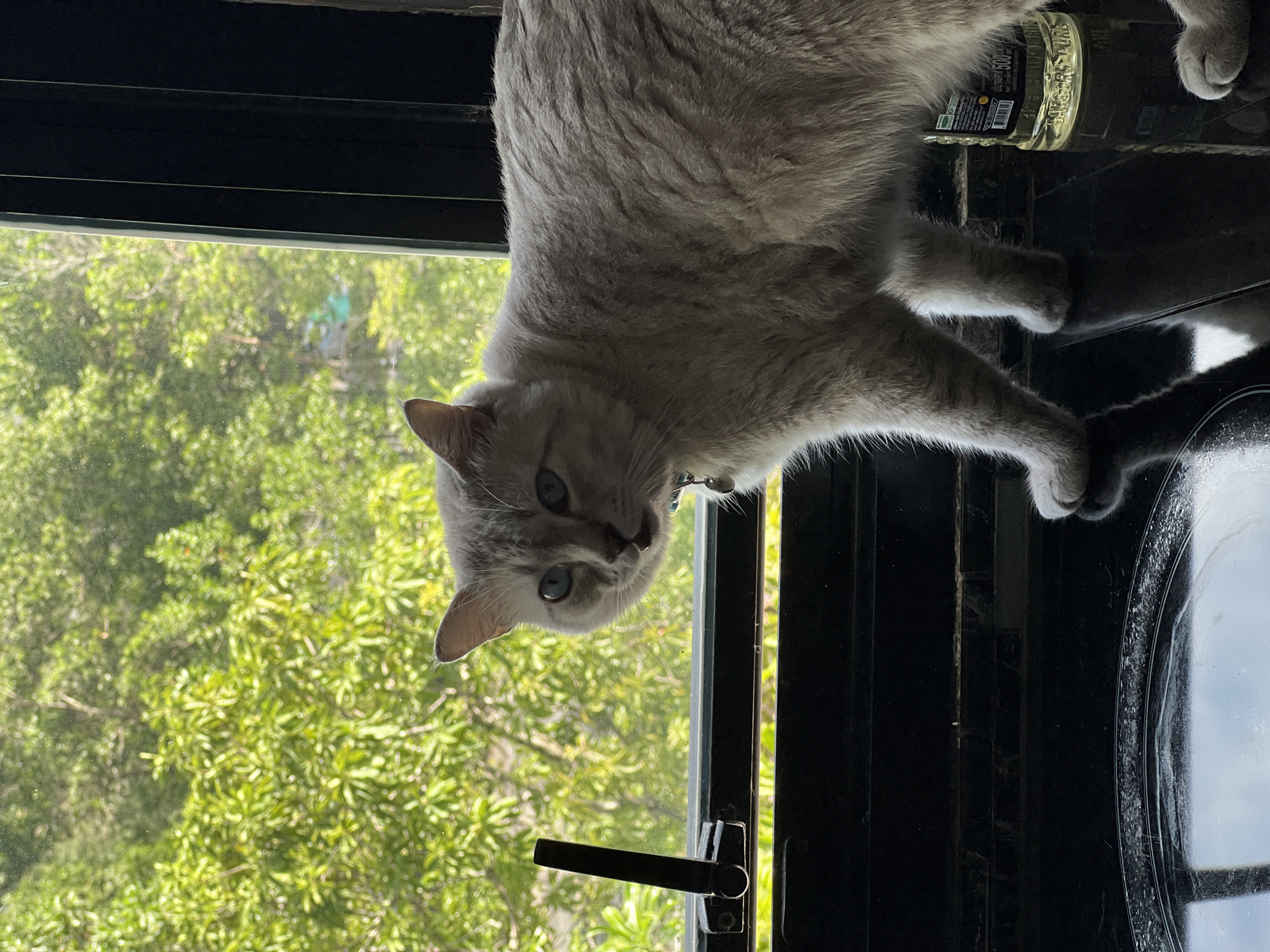 A light gray Siamese cat with blue eyes is standing on a black countertop in front of a window. The cat is facing the camera and appears to be looking at the viewer. The window looks out onto a lush green forest with sunlight filtering through the trees. A bottle of oil is visible to the right of the cat. The cat is wearing a collar with a bell. The scene appears to be indoors, possibly in a kitchen or living room.