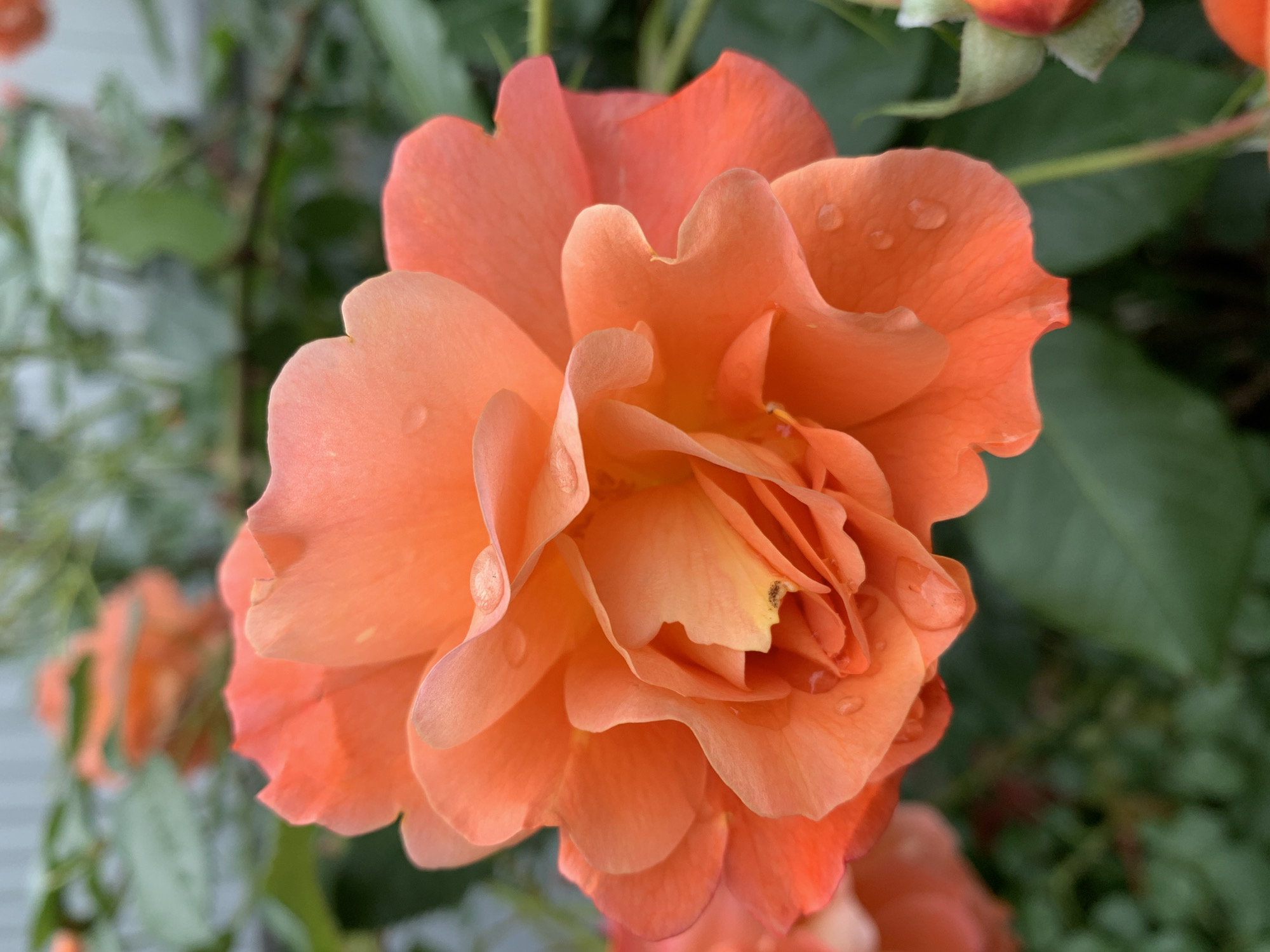 A close-up photograph shows an orange rose in full bloom. Several water droplets are visible on the petals. The background is blurred, showing green leaves and stems. The location is not specified.