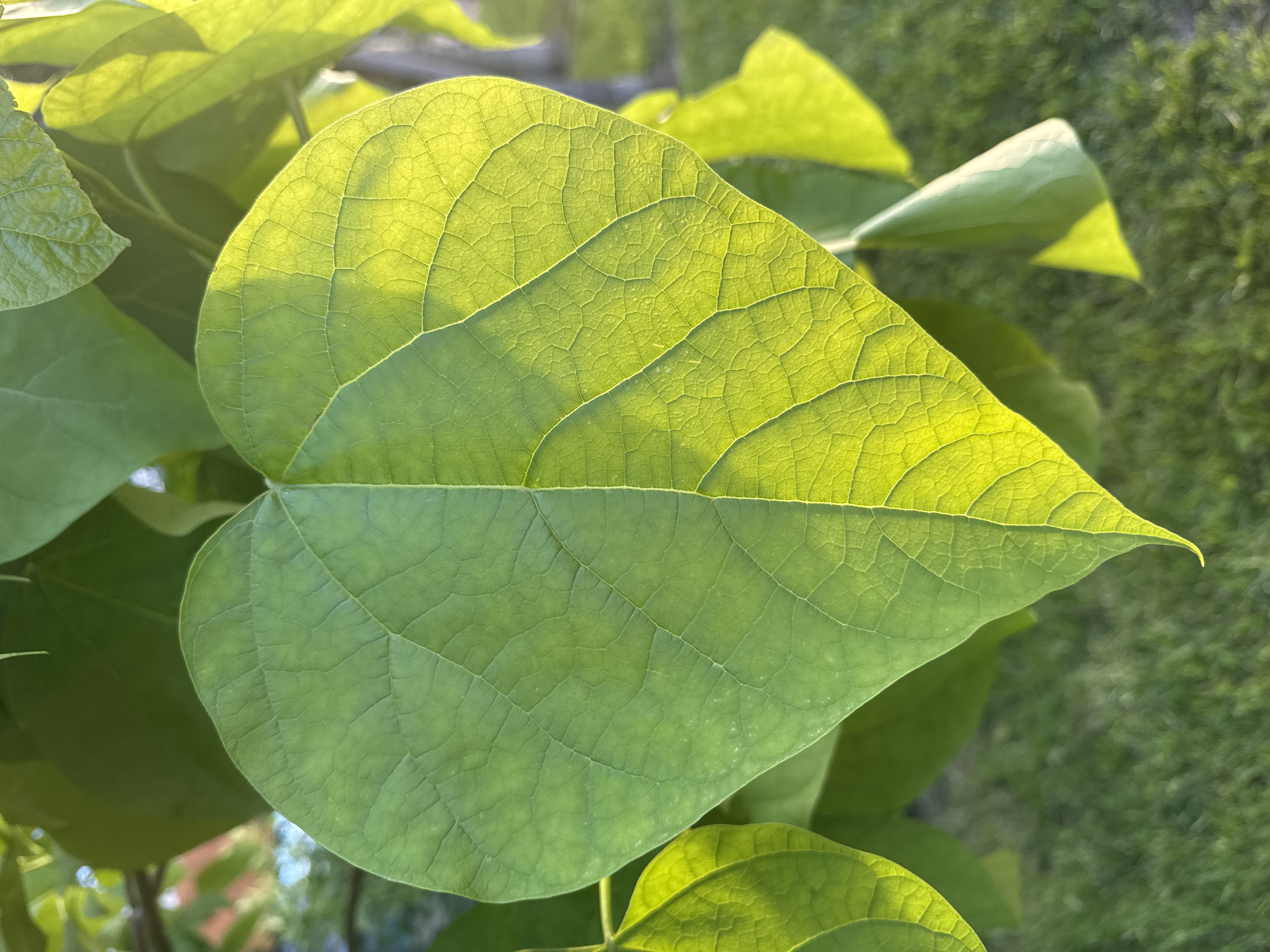 A vibrant, sunlit green leaf dominates the foreground of this close-up nature photograph, set in Krasnodar, Russia. The leaf is broadly ovate with a somewhat heart-shaped base, tapering to a pointed tip. Strong, warm sunlight streams from behind and above, intensely backlighting the upper half of the leaf, causing its intricate venation system to glow with translucent yellow-green and illuminate the cellular structure visible within the veins. The lower half of the leaf is in shadow, displaying a darker, more muted green with less visible detail, though its larger veins are still discernible.
The background is softly blurred, showing an indistinct mass of other green foliage and possibly grass, suggesting an outdoor garden or natural setting. The warm quality of the light indicates either early morning or late afternoon. No specific activity is taking place, as it is a still image focused on botanical detail. There is no visible text in the image. The overall impression is one of natural beauty and tranquility, with a strong emphasis on the detailed texture and color of the leaf under natural light.