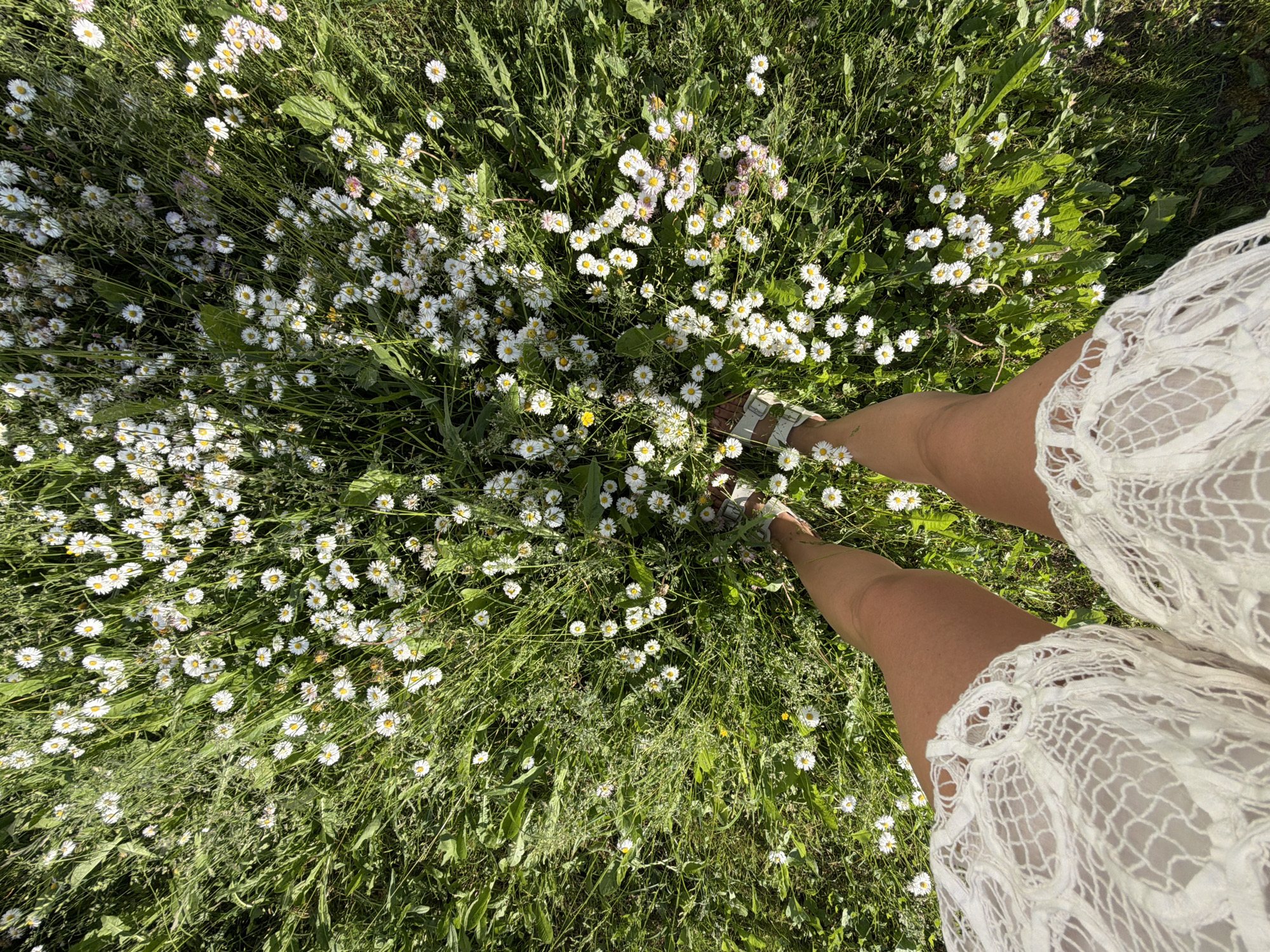 The image shows a high-angle, full-body shot of a person standing in a field of white daisies and green grass. The person is wearing white lace shorts and white sandals. The field is densely populated with daisies, some of which are partially obscured by the grass. The image is taken outdoors in natural light. The location is the village of Krasny Mayak, Russia.