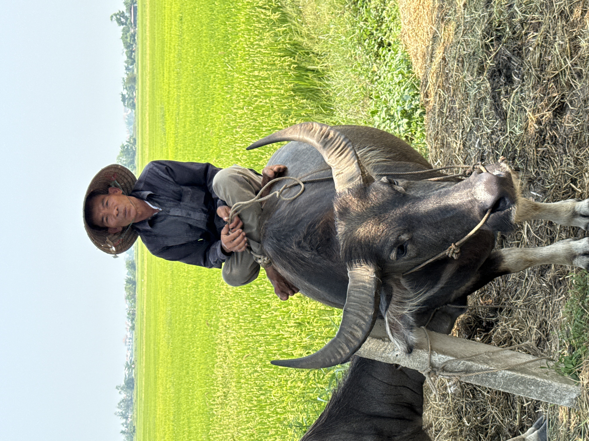 In Hội An Ward, Vietnam, a man wearing a conical hat rides atop a large, dark-colored water buffalo in a rural setting. The buffalo is standing near a concrete barrier tied with rope. Lush green rice paddies stretch out in the background, contrasted by dry, brown vegetation on the right side of the frame. The man appears to be holding onto the buffalo's back for balance. The sky is pale, suggesting either morning or late afternoon.