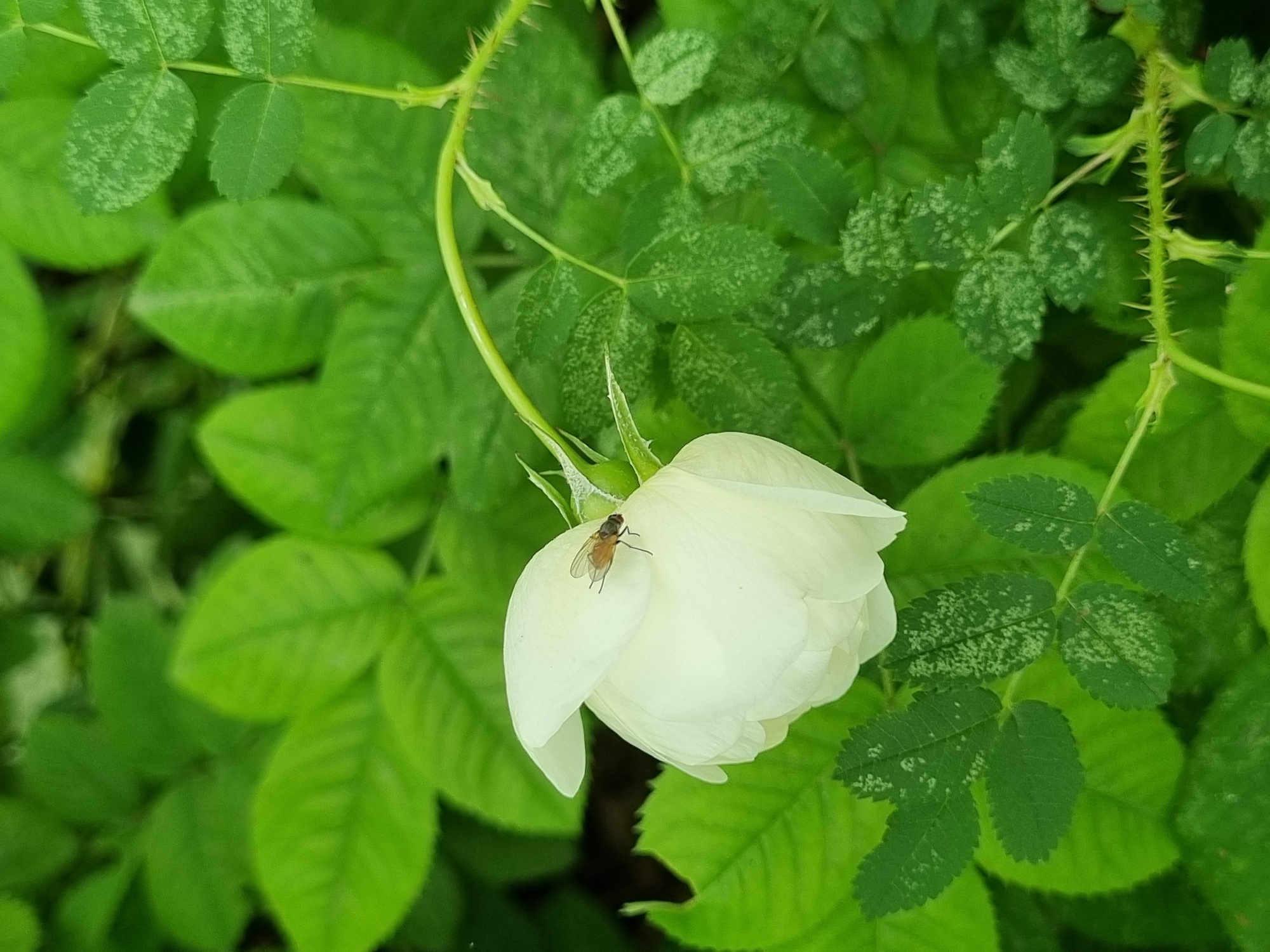 The image, taken in the city of Chaikovsky, Russia, presents a detailed close-up of a white rosebud within a vibrant green natural environment. A small, light-brown fly, approximately 5mm in length, is distinctly perched on the upper, slightly unfurled petal of the white rosebud, positioned in the lower-left quadrant. The rosebud itself is plump and largely closed, exhibiting smooth white petals. The background and surrounding areas are densely populated with various green leaves. Several rose leaves, particularly visible in the mid-right and lower-right, display a mottled or speckled pattern of lighter green or white dots, suggesting potential environmental stress or pest damage. A thorny green stem, characteristic of a rose plant, extends across the lower-right section of the frame, curving upwards towards the rosebud. The lighting is natural and even, highlighting the textures of the petals, the insect, and the foliage.