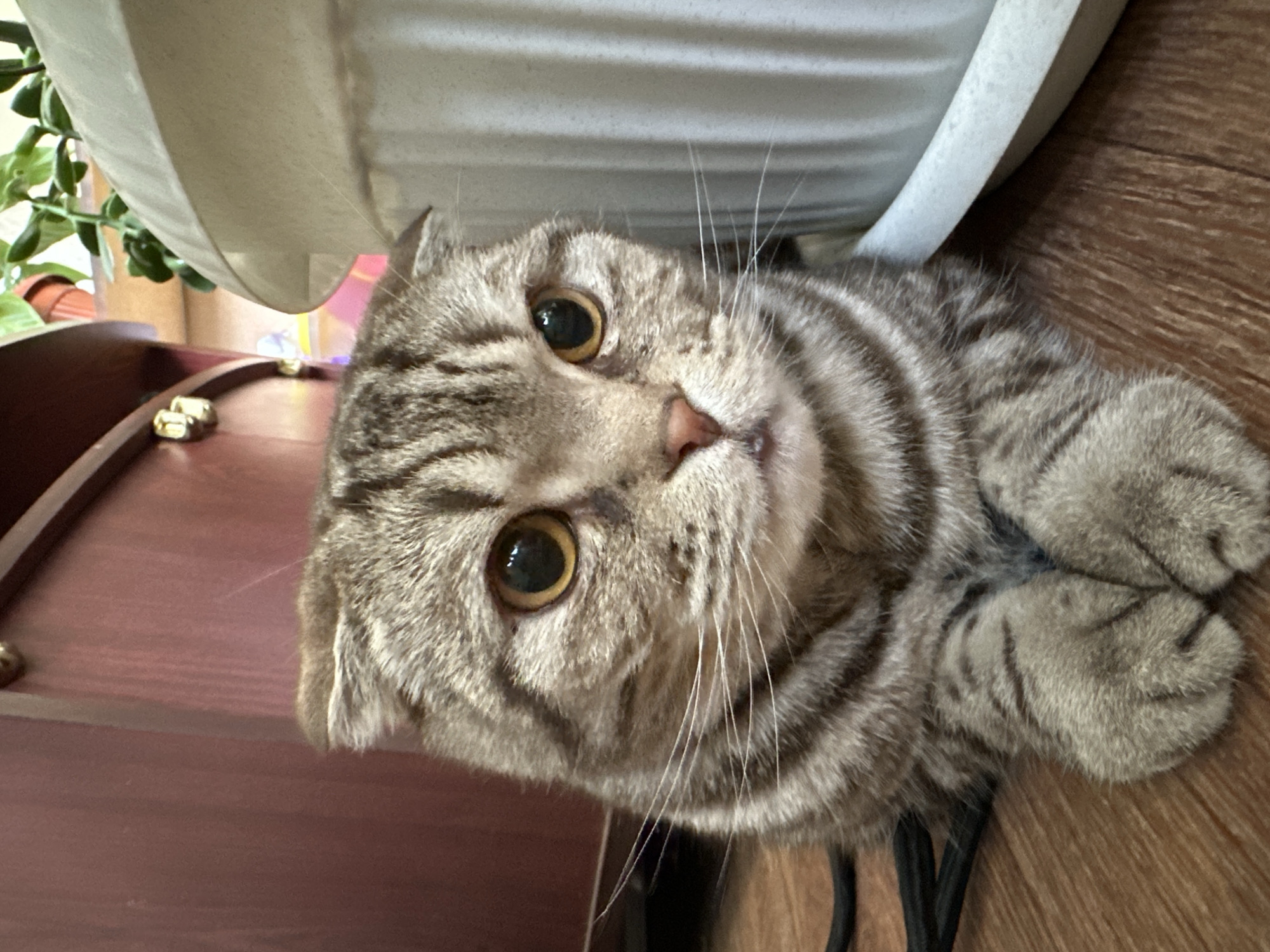 A close-up shot captures a tabby cat with amber eyes lying on a wooden surface. The cat is positioned at an angle, with its head tilted towards the viewer. Behind the cat, a white pot or container is partially visible, along with some greenery suggesting a plant. A maroon-colored object with brass-colored knobs sits to the left of the cat. The background is a wooden floor.