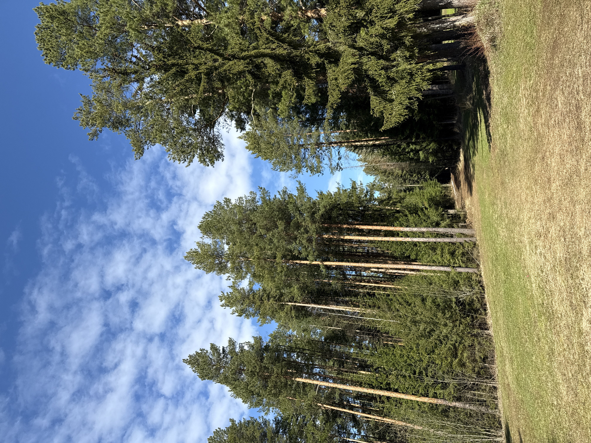 The image shows a forest scene with tall trees and a grassy area on the right. The sky is visible through the trees, with blue sky and white clouds. The trees are mostly coniferous, with tall, straight trunks. The grass appears to be dry in some areas. The location is Aдамовка (Adamovka) in Russia, although the specific area in the city is not apparent from the image.