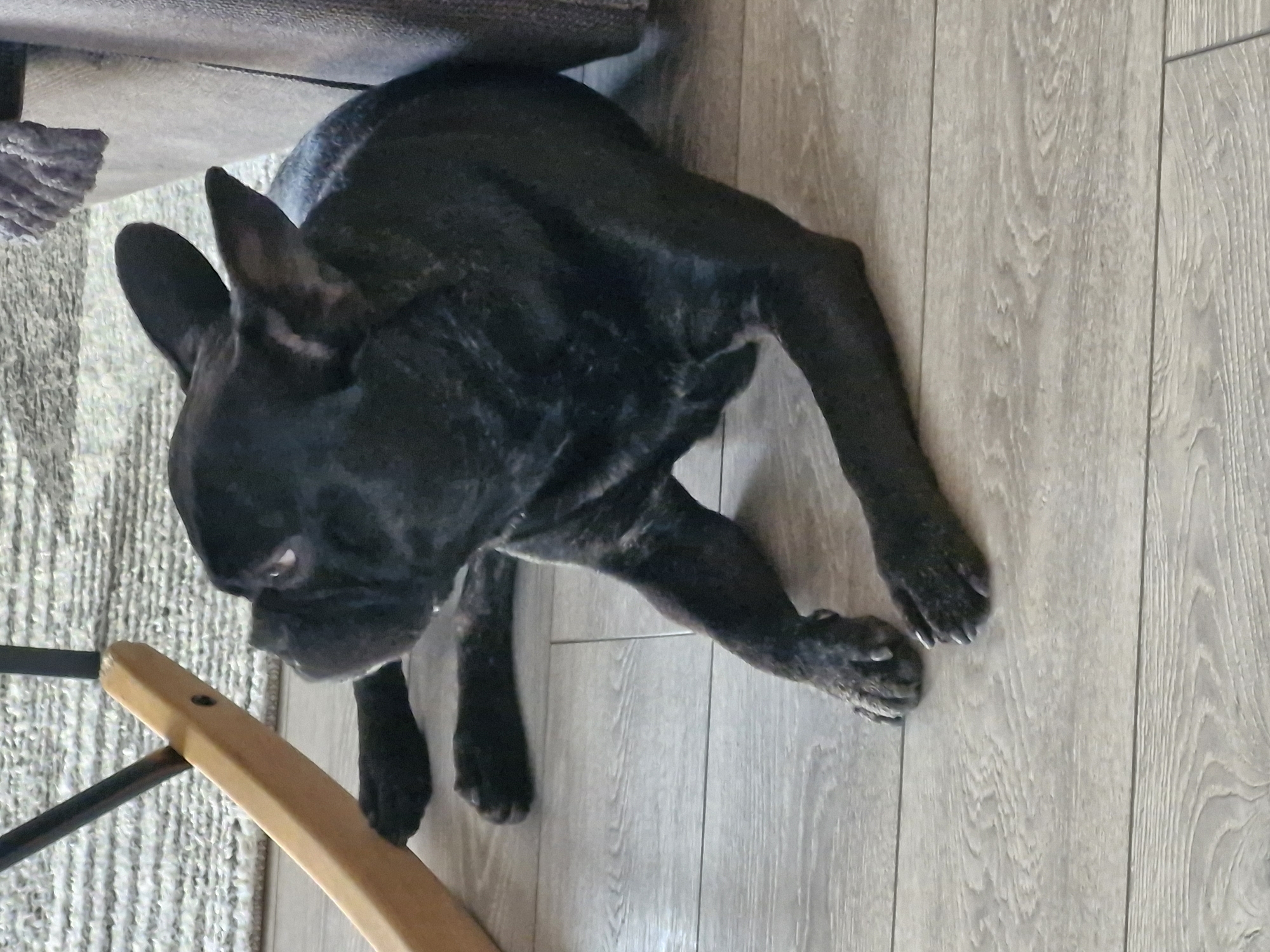 A black French Bulldog is lying on a light gray wood-patterned floor. The dog's head is toward the left of the frame, and its body extends to the right. Parts of a gray couch are visible at the top left corner, and a wooden and black metal chair is on the left. The image appears to have been taken from above, looking down at the dog. The location is impossible to deduce as Plovdiv, Bulgaria based on the visual information provided.