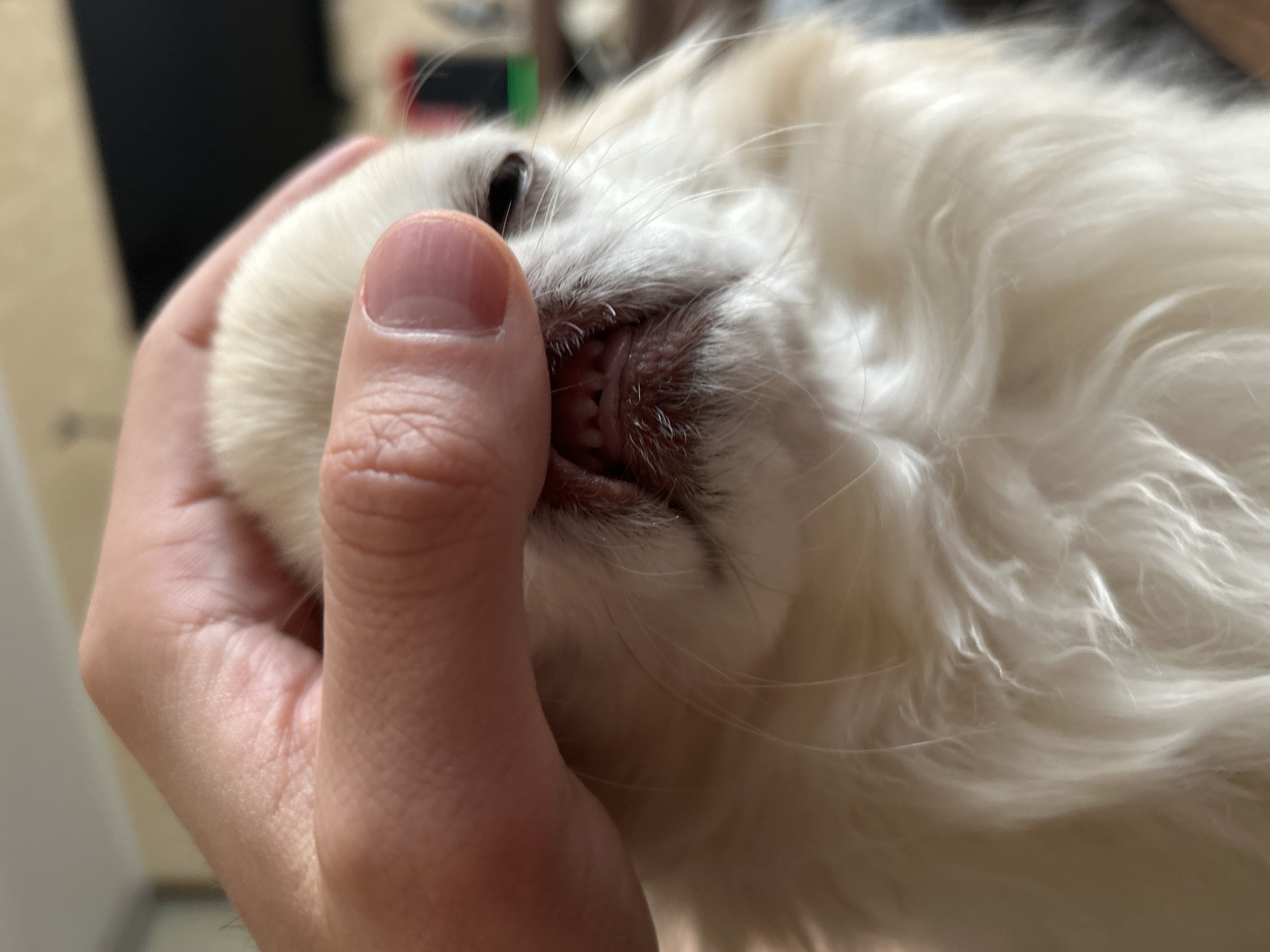 A close-up shot shows a hand pressing down on the muzzle of a small, white-furred dog. The dog's mouth is slightly open, revealing its teeth and a glimpse of its tongue. The background is blurred, but suggests an indoor setting with neutral-colored walls and some indistinct objects. The lighting is natural and appears to be coming from the side.