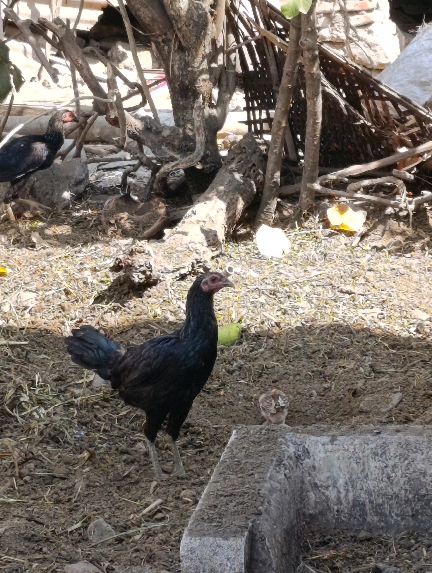 A black hen stands in the foreground, facing right, in a dusty, cluttered outdoor environment. Behind the hen, a small chick is perched on the edge of a concrete structure. The ground is covered with dirt, straw, and debris. In the background, there are tangled tree branches, a woven structure, and some white and yellow objects. The lighting suggests it is daytime with shadows cast. The scene appears to be an informal outdoor space, possibly a farmyard or a neglected area within a residential setting in Sebandung, Indonesia.