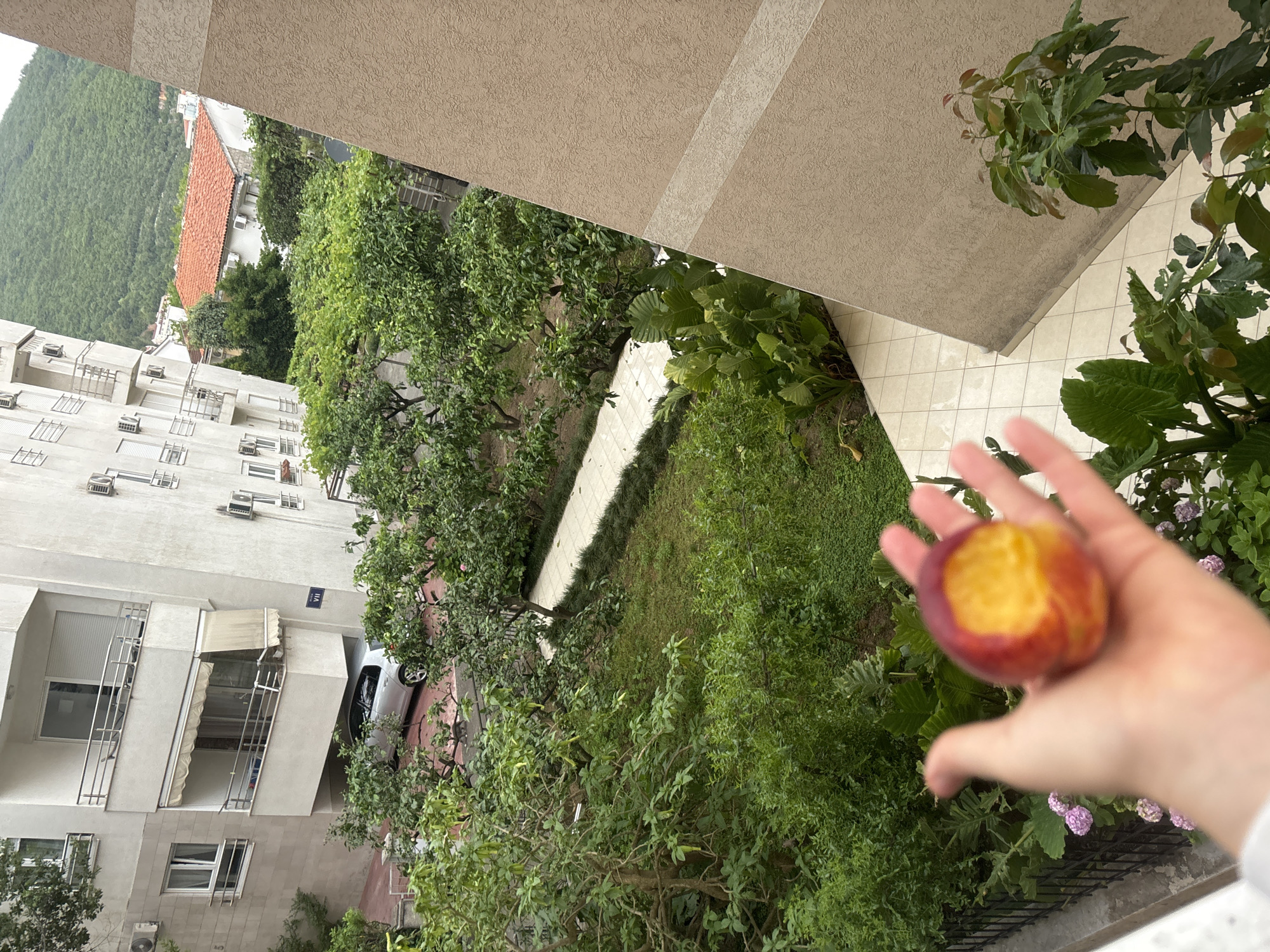 The scene is taken from a high vantage point, possibly a balcony, overlooking a residential area in Budva, Montenegro. A hand holds a partially eaten peach in the foreground. In the middle ground, there is a courtyard or garden with lush green trees and grass, a white paved path, and possibly some planted flowers. Beyond the garden, there's a tall white apartment building with multiple windows and balconies, as well as a car parked in a shaded spot. In the background, there's a mountain covered in dense green vegetation, and a few buildings with red tiled roofs visible. The weather appears to be overcast or a slightly hazy day. The architecture suggests a typical Mediterranean urban landscape.
