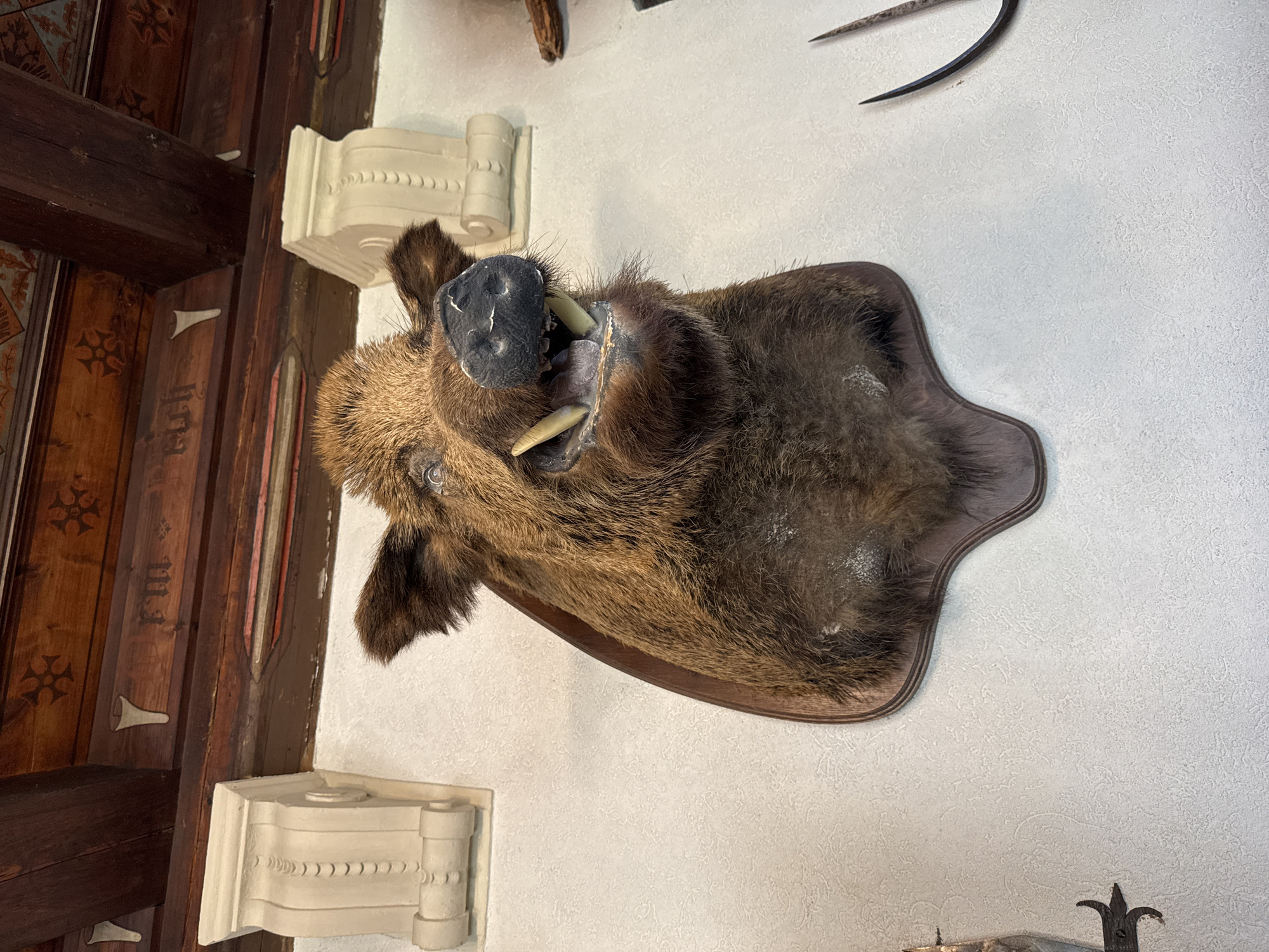 The image shows a taxidermied wild boar head mounted on a wooden plaque displayed on a light-colored wall. The boar's mouth is open, revealing its tusks. The wall appears to be textured. Part of an ornate wooden ceiling and wall paneling is visible to the left of the boar. A decorative wall bracket is positioned above and below the boar's head. The image was taken in Cochem, Germany.