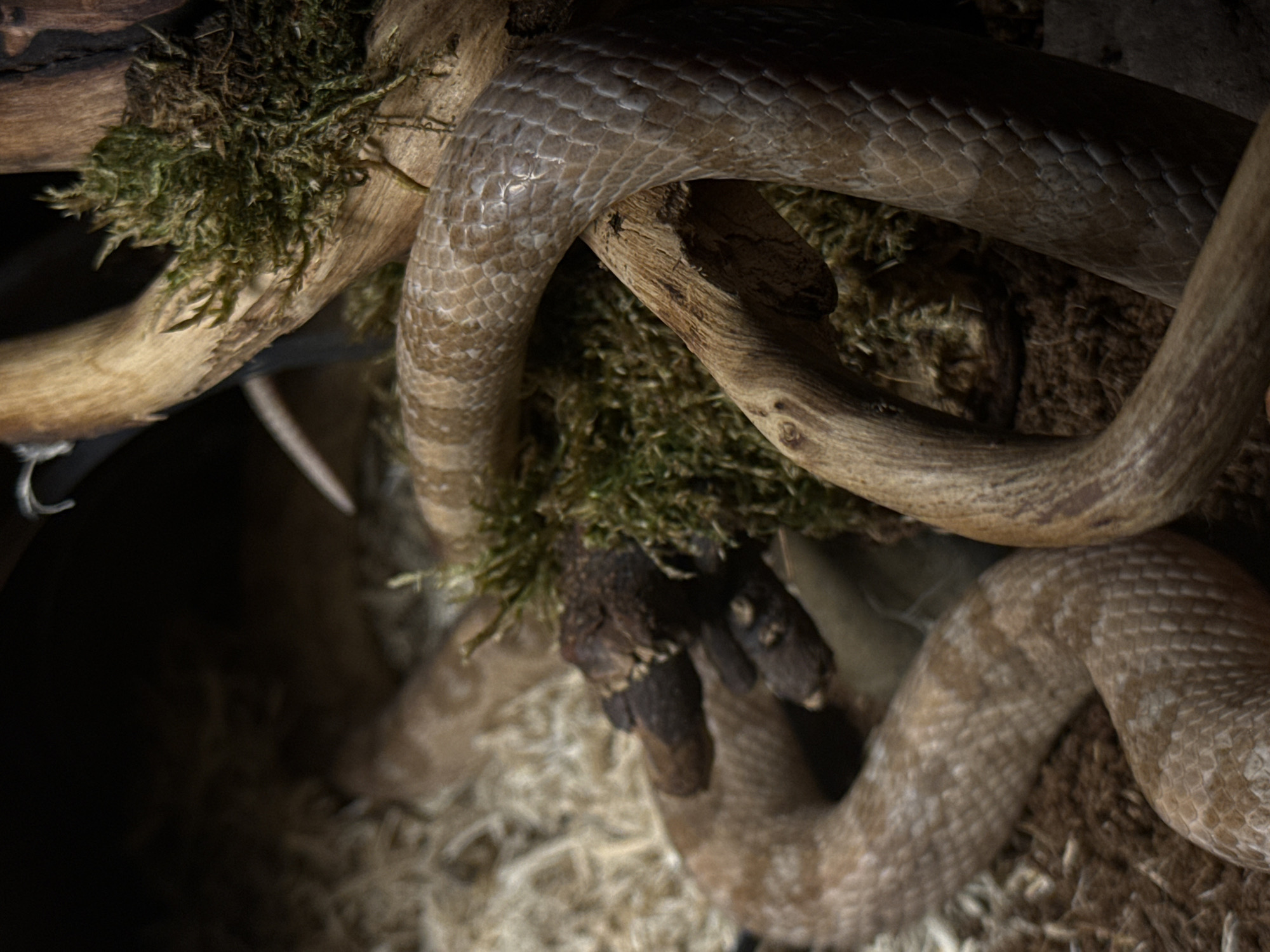 The image shows a snake coiled around a piece of driftwood with moss. The snake's scales are visible, and it is light brown in color with darker markings. The driftwood is rough and textured, and the moss is green and appears to be growing on the wood. The background is dark and out of focus, suggesting a low-light environment. The scene is natural and appears to be indoors, possibly in a terrarium or a display at a nature center or zoo. There is no indication of the city of Cork, Ireland, or any other specific geographical location.