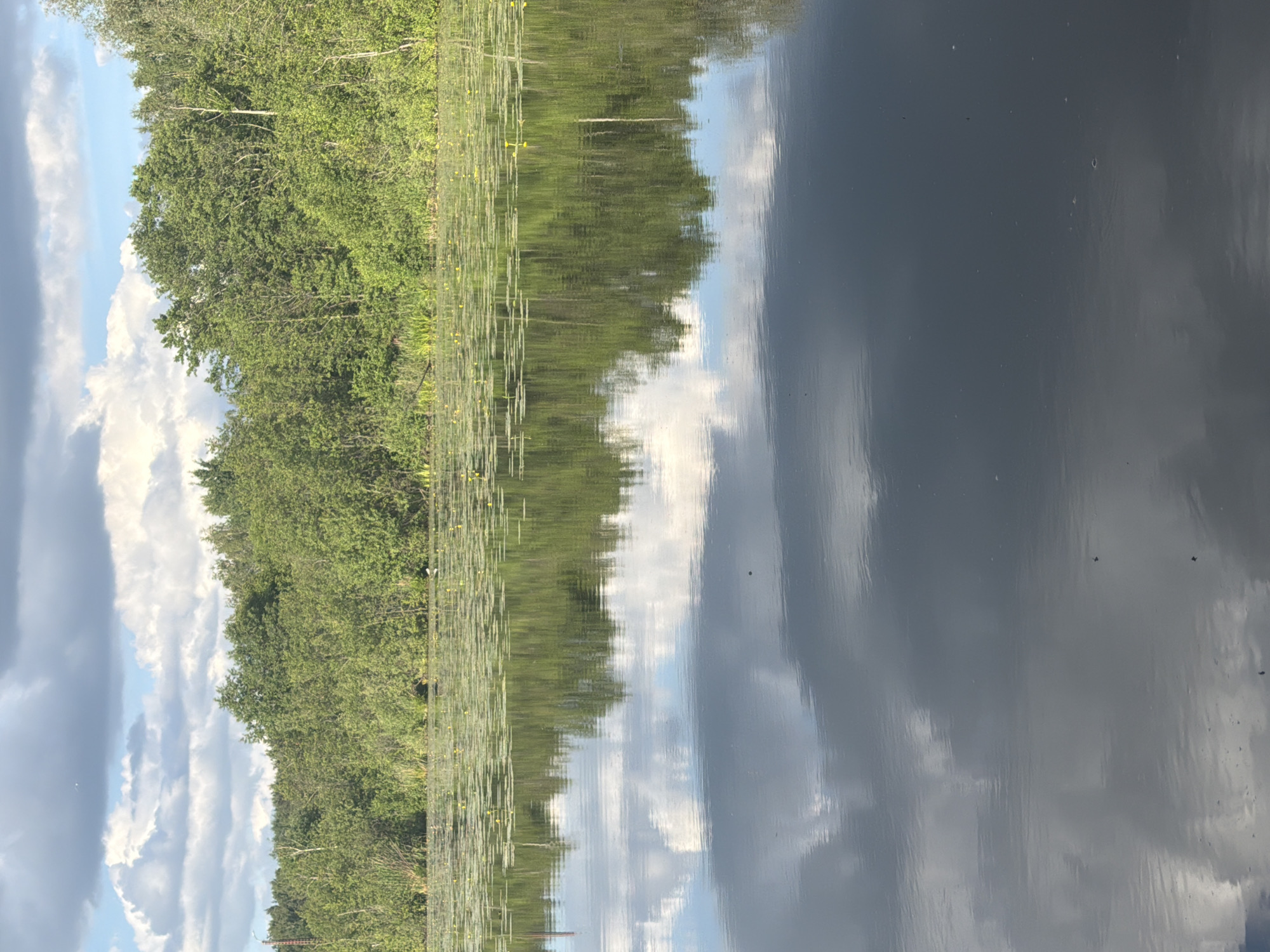 A tranquil lake scene in Riga, Latvia, features a lush green forest bordering the water's edge, under a sky dotted with fluffy white clouds. The calm surface of the lake perfectly mirrors the sky and the trees, creating a symmetrical and serene composition. Lily pads, some with small yellow flowers, dot the water's surface in the middle ground, adding a touch of natural beauty. The overall impression is one of peaceful, undisturbed nature within the city.