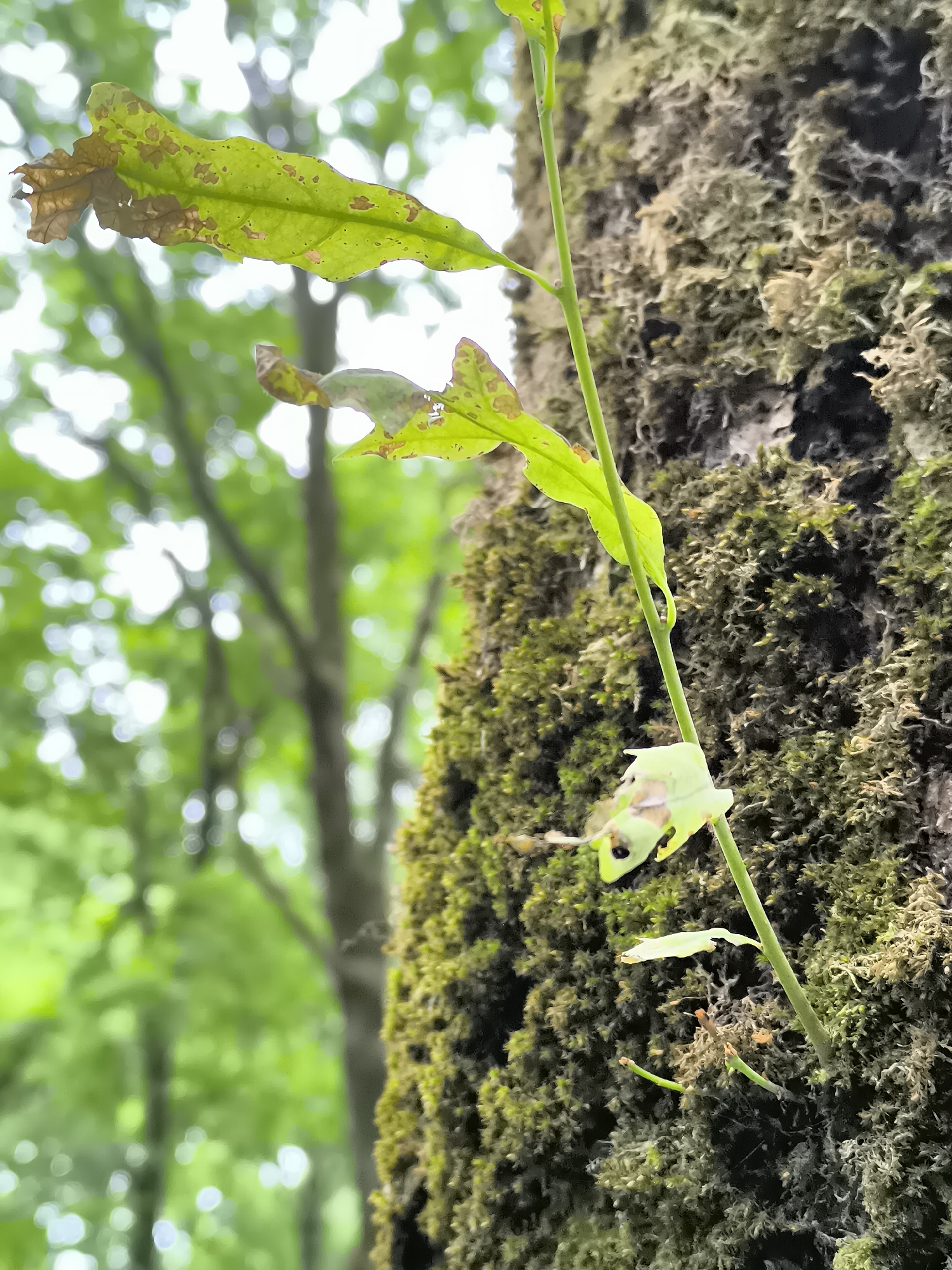 A close-up shot captures a moss-covered tree trunk in Klaipėda, Lithuania. The bark is textured and dark, with patches of vibrant green moss clinging to its surface. A slender green stem with several leaves emerges from the trunk, reaching upwards. Some of the leaves are a healthy green, while others show signs of browning and decay, with small brown spots dotting their surfaces. In the blurred background, the soft bokeh effect of green foliage and dappled sunlight suggests a forest or park setting.