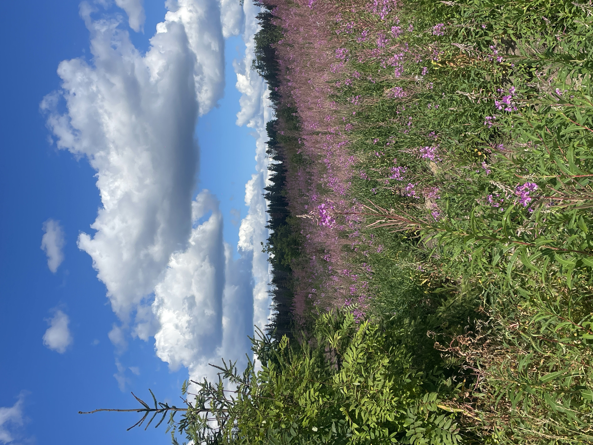 The image shows a field of purple wildflowers, likely fireweed, in bloom. The field is situated in a rural area, with a dense forest visible in the background. The sky is blue with scattered white clouds. On the left side of the image, a young evergreen tree is visible, along with some green foliage. The scene appears to be a natural landscape in the city of Pobeda, Russia. There are no people or animals present in the image. The lighting suggests it is daytime, likely late morning or early afternoon. The overall impression is one of natural beauty and tranquility.