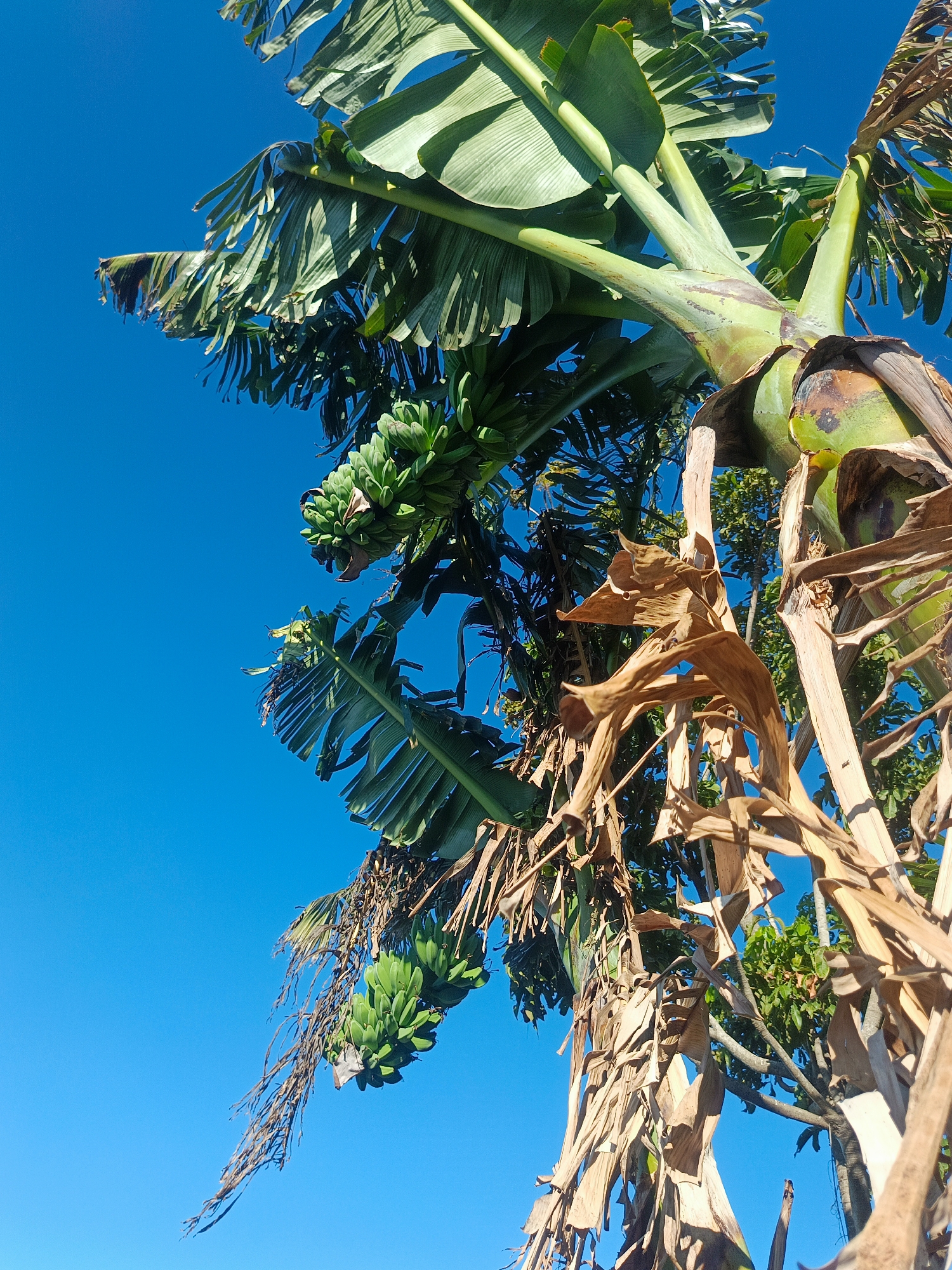 The image is a low-angle shot looking up at a banana tree against a clear blue sky. The tree is laden with bunches of green, unripe bananas. Several large, green banana leaves fan out from the top of the trunk, some showing signs of wear and tear. Dried, brown banana leaves hang from the lower parts of the tree, creating a contrast with the vibrant green of the fruit and new leaves. The trunk itself is thick and green with brown, bark-like layers. In the background, other trees with green foliage are visible. The scene appears to be outdoors, possibly in a garden or agricultural area, given the presence of multiple banana bunches. The lighting suggests a bright, sunny day. The location is specified as Gorontalo, Indonesia.