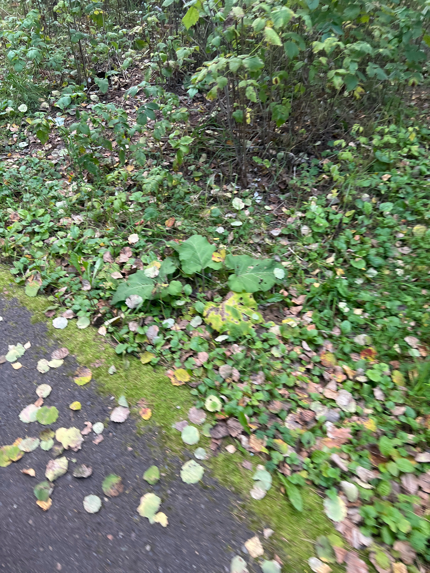 The image depicts a ground-level view of a path alongside vegetation, likely a park or natural area. A dark asphalt path runs along the left side of the frame, scattered with fallen leaves in various shades of green, yellow, and brown. Adjacent to the path is a strip of vibrant green mossy ground, also covered with leaves. The background consists of dense, leafy undergrowth with tall green stems and foliage. The lighting suggests it is daytime. The scene does not contain any people or animals. The overall impression is one of a natural, somewhat unkempt outdoor environment.