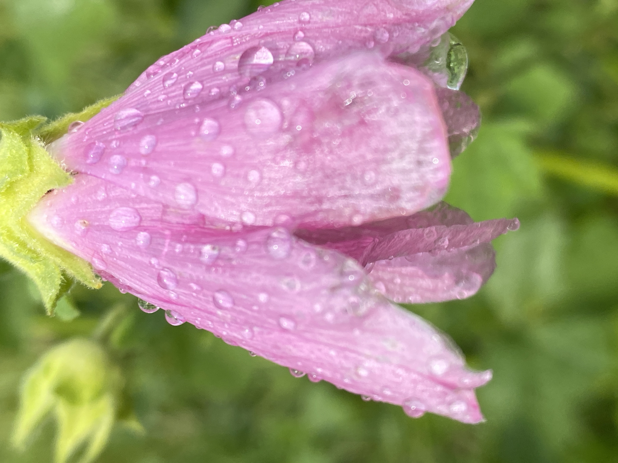 A close-up, vertical, eye-level shot captures a vibrant pink hollyhock flower, heavy with glistening raindrops. The flower's petals are a delicate pink, with some areas appearing lighter or almost white where the light catches the translucent texture. The surface of the petals is adorned with numerous water droplets of various sizes, some reflecting the surrounding green foliage. The top of the flower is a bright, fuzzy green, likely the calyx, with a hint of the flower bud visible in the upper left corner, also in a blurred green. The background is a soft, out-of-focus expanse of green, suggesting a garden setting. The image lacks any human presence or discernible man-made structures, implying a natural scene within the city of Novokuznetsk, Russia. The focus is entirely on the intricate details of the flower and the water it holds.
