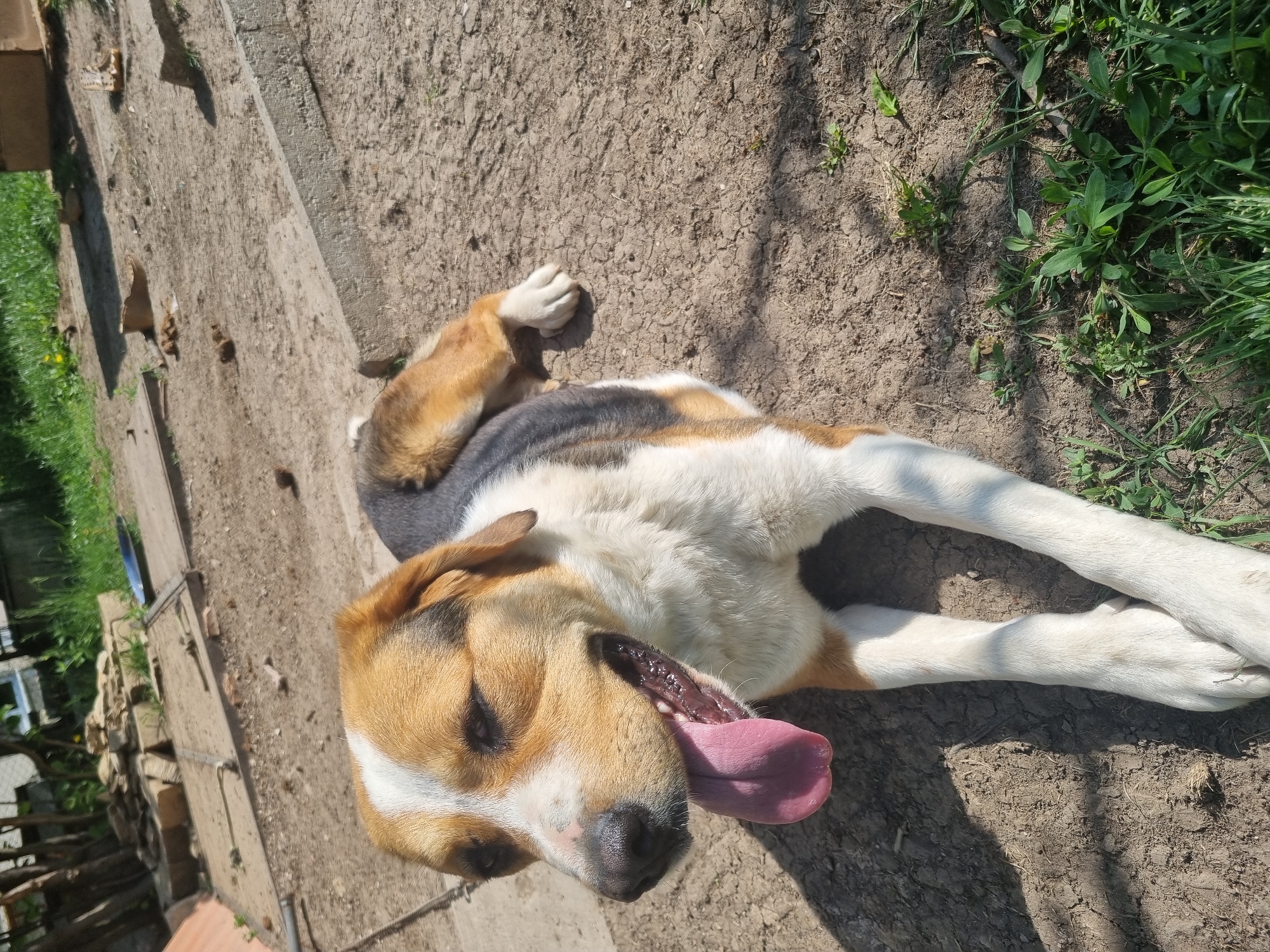 A dog lies on its back with its tongue hanging out, in Galabovtsi, Bulgaria. The dog has white, tan, and black fur. It is lying on dirt and grass. A concrete slab is also visible.