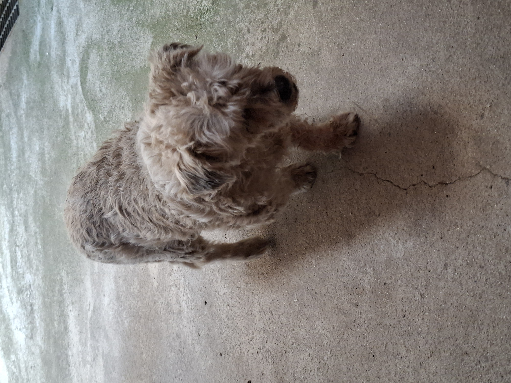 An adult, light brown, shaggy-haired dog stands on a concrete surface. The dog is facing forward and slightly to the right, with its head down. Its body is angled towards the left of the frame. The concrete surface is textured with some small darker specks and a visible crack running across the lower left portion of the image. A shadow of the dog is cast on the concrete to its left. In the background, the concrete transitions to a lighter, speckled surface with faint green and white coloration.