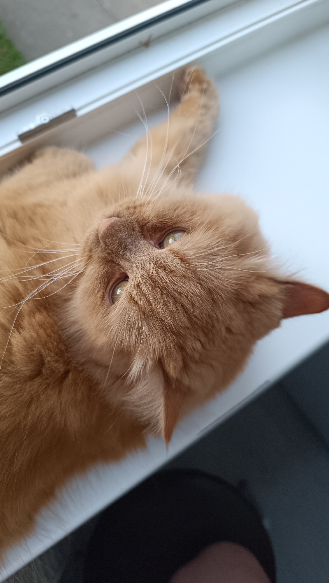 An orange cat is lying on its back on a white windowsill, with its head tilted upwards. The cat has green eyes and long white whiskers. The windowsill appears to be indoors, with a blurred background of what could be a window with a view of greenery. There is a dark object, possibly a phone or a person's lap, visible in the lower right portion of the image. The image is taken from a high angle, looking down at the cat. There is no information available about the location within the city of Chaikovsky, Russia.