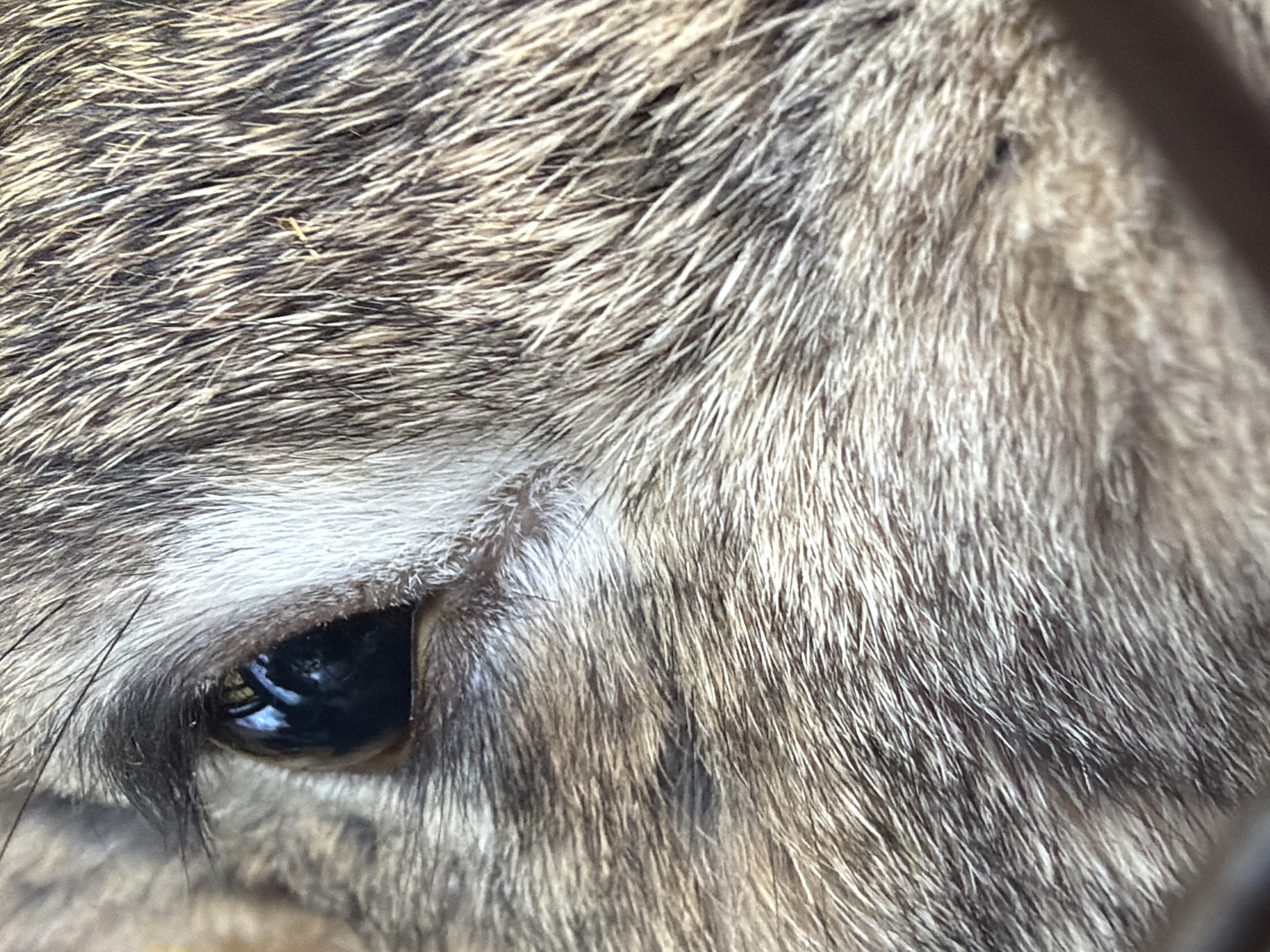 The image shows a close-up of an animal's eye and surrounding fur. The fur is a mix of grey, white, and brown tones, suggesting a mammal with thick, possibly coarse hair. The eye is dark with a visible reflection. The image does not contain sufficient information to determine the location in Krasnoyarsk, Russia, or any other contextual details.