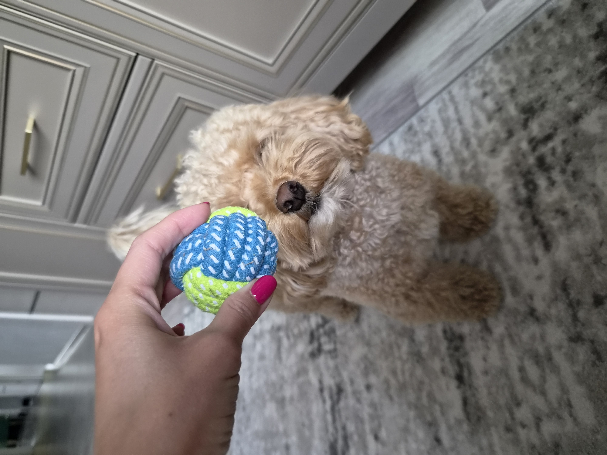 A person's hand, with bright pink fingernails, holds a blue and green rope ball near a light brown poodle. The poodle is looking towards the ball with its eyes partially closed. The scene appears to be indoors, possibly in a home, with a light-colored rug on the floor and a grey cabinet in the background. There are no identifiable landmarks or indications of the specific location being Cherepovets, Russia.