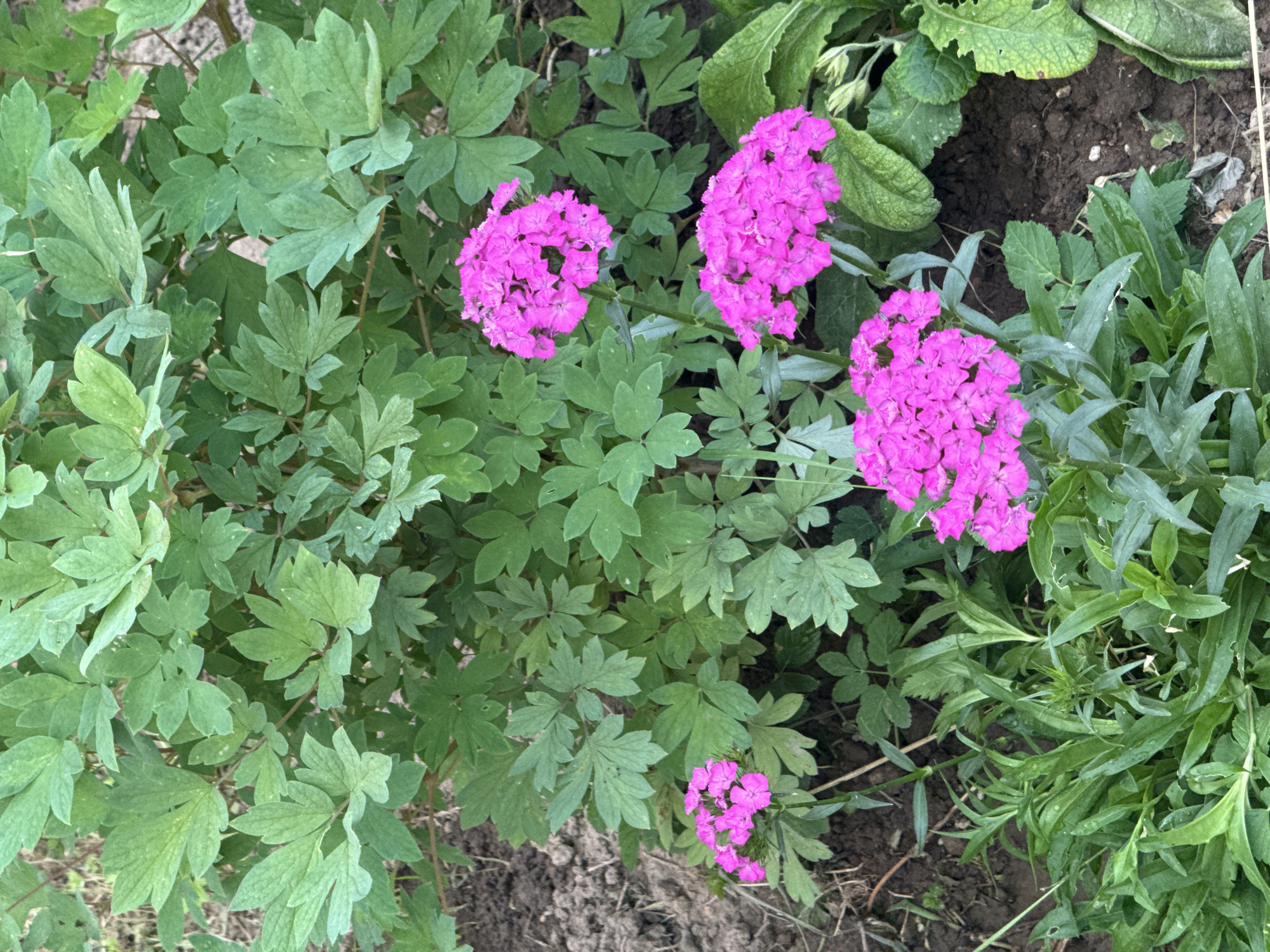 This media file is a close-up, overhead shot of a garden bed featuring several clusters of vibrant pink flowers, likely Dianthus. The flowers are in bloom, with multiple small, ruffled petals forming dense, rounded heads. They are interspersed with lush green foliage, characterized by deeply lobed, compound leaves. Some of the leaves appear to have a slightly rough texture.
The background consists of dark soil, indicating the flowers are planted directly in the ground. There are also other types of greenery present, including some broader, less dissected leaves on the right side of the frame. The lighting suggests it is daytime, with no harsh shadows indicating direct midday sun. The overall impression is one of a well-maintained garden in a naturalistic setting. No people, objects, or text are visible in the image. The location context provided is Zhodzina, Belarus.