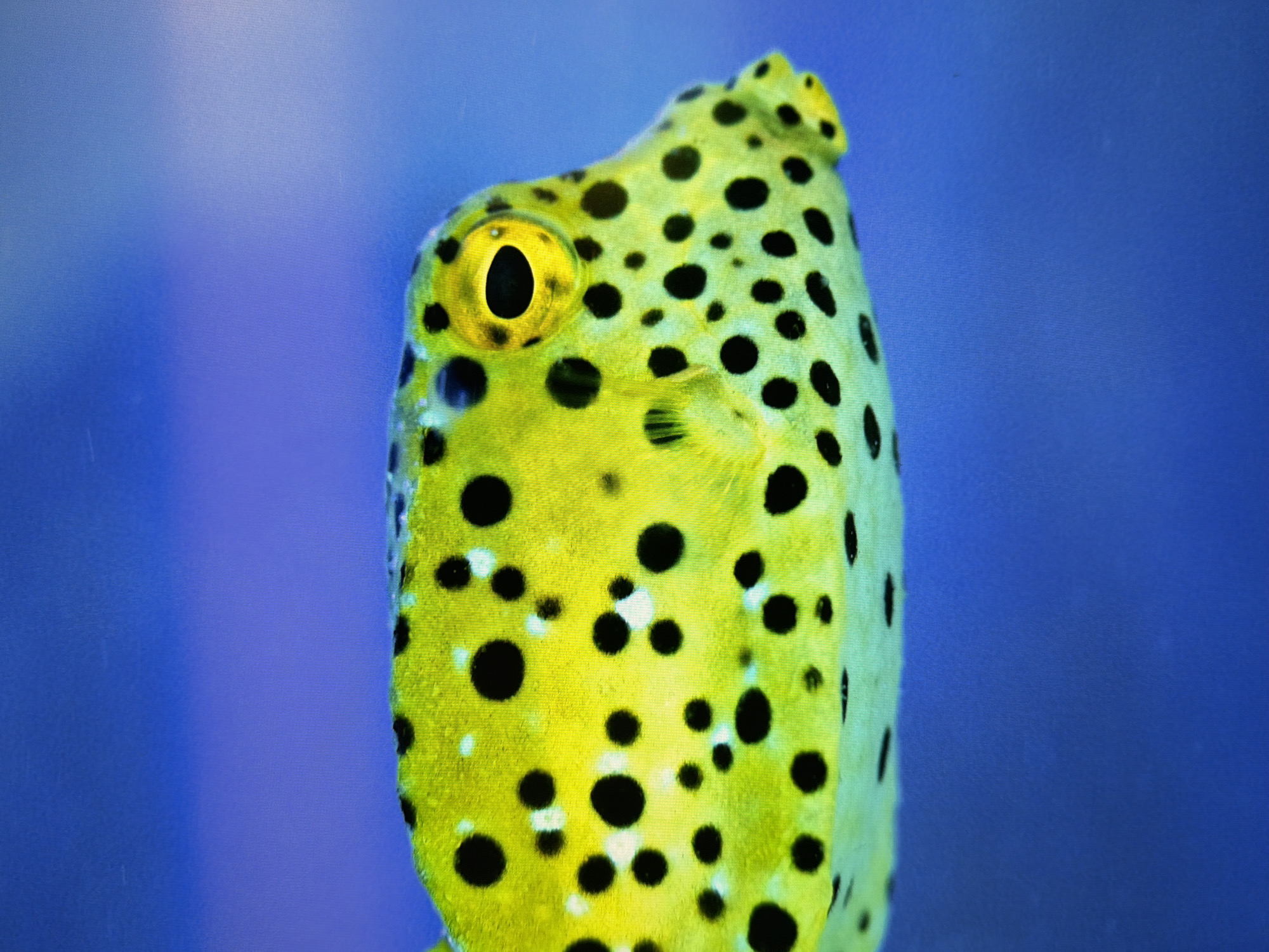 The image is a close-up, side profile shot of a brightly colored yellow boxfish with black spots. The fish is illuminated and its eye is clearly visible, with a yellow iris and a black pupil. The background is a solid, deep blue, suggesting an aquatic environment. There are no discernable landmarks or elements that would indicate a specific location within the city of Kyiv, Ukraine. The image focuses solely on the fish and its immediate surroundings.