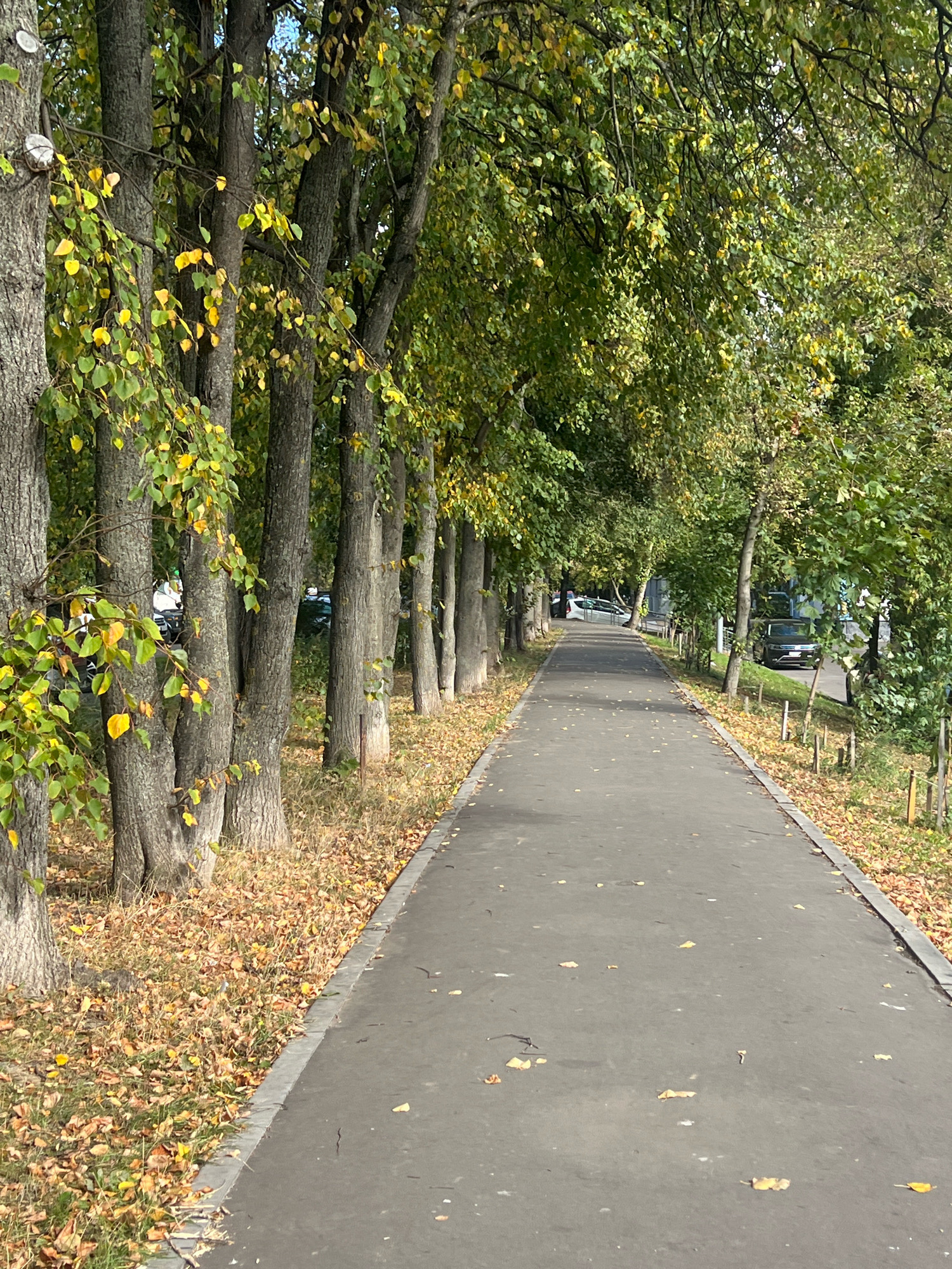 The image shows an asphalt pathway lined with trees on the left and right sides. The trees have green and yellowing leaves, indicating it is autumn. Fallen leaves are scattered on the ground along the pathway and in the grassy areas between the trees. The pathway leads into the distance, where it curves slightly to the right. There are cars parked on the right side of the pathway in the distance. The sky is visible through the tree canopy, appearing bright and likely sunny. This scene is likely a park or a tree-lined street in Moscow, Russia, given the style of trees and urban pathway.