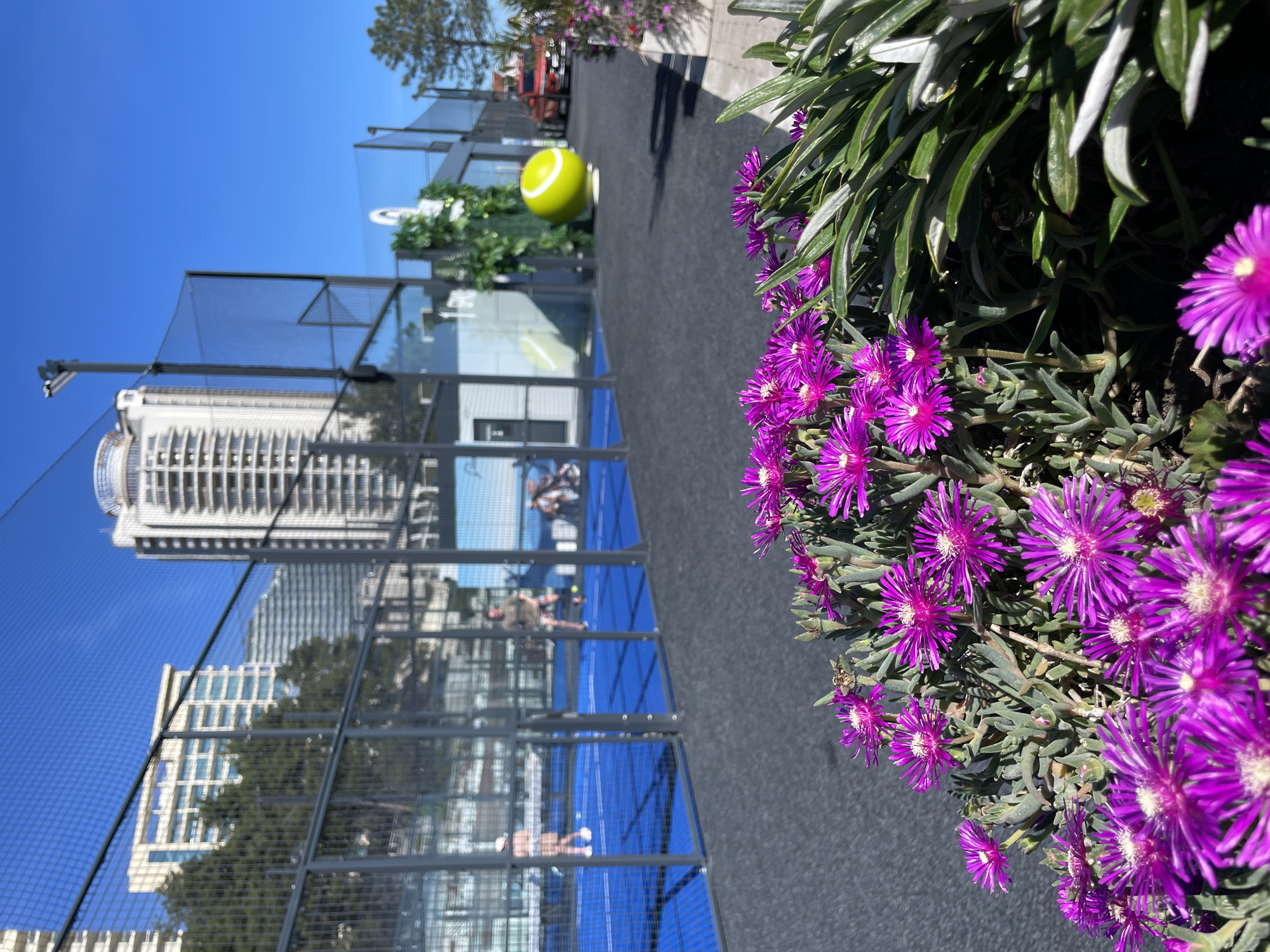 The image captures an outdoor padel tennis court scene under a bright, clear blue sky. In the immediate foreground, to the right, a lush cluster of vibrant purple, daisy-like flowers with white centers, possibly a species of ice plant or Lampranthus, blooms abundantly, their succulent green foliage framing the view.
The midground features a blue-surfaced padel court, enclosed by transparent glass walls and dark mesh fencing. Several individuals are visible on the court, actively playing padel tennis. Their movements suggest an ongoing game or practice session. Adjacent to the court, on a dark gray ground surface, a large, bright yellow replica of a tennis ball with a white stripe is prominently displayed. A camera or light fixture is mounted on a pole near the court's perimeter on the left.
In the background, under the cloudless sky, stand modern, tall buildings with numerous windows, indicative of an urban or resort environment. Green trees are scattered among the structures.
The scene takes place during the day, with strong, natural sunlight illuminating all elements, suggesting clear and fair weather. There is no visible text in the image. The setting, given the context, is Sochi, Russia.