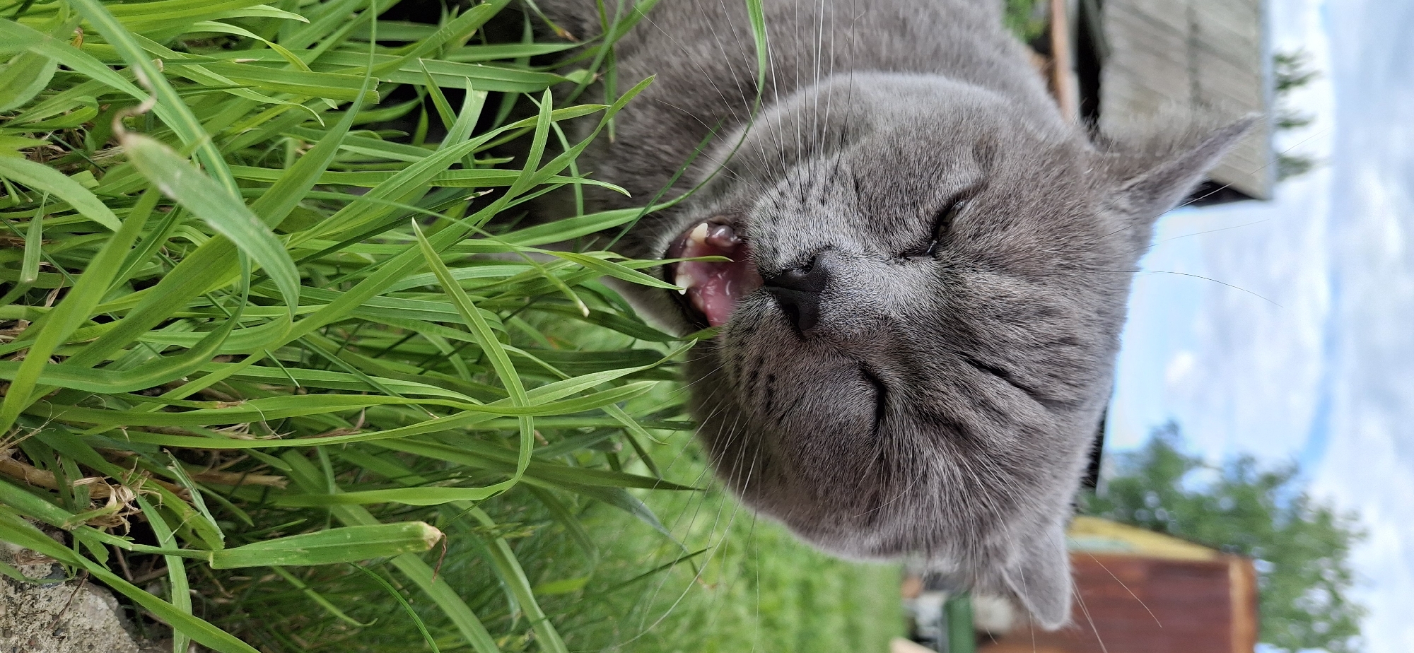 A close-up vertical shot, taken in the city of Chaikovsky, Russia, depicts a gray short-haired cat with its eyes tightly closed, mouth wide open, and head immersed in a patch of dense, vibrant green grass. The cat's pink oral cavity, tongue, and several small white teeth are visible as it appears to be actively consuming or engaging with the grass. Whiskers extend outwards from its snout, partially obscured by the foliage. The foreground is dominated by sharply focused blades of grass. The background is significantly blurred, revealing a light blue sky with scattered white clouds. Two indistinct structures are visible in the background: one to the left with a gray, possibly weathered roof, and another to the right featuring a reddish-brown roof and a yellowish wall, suggesting a rural or semi-rural outdoor environment.
