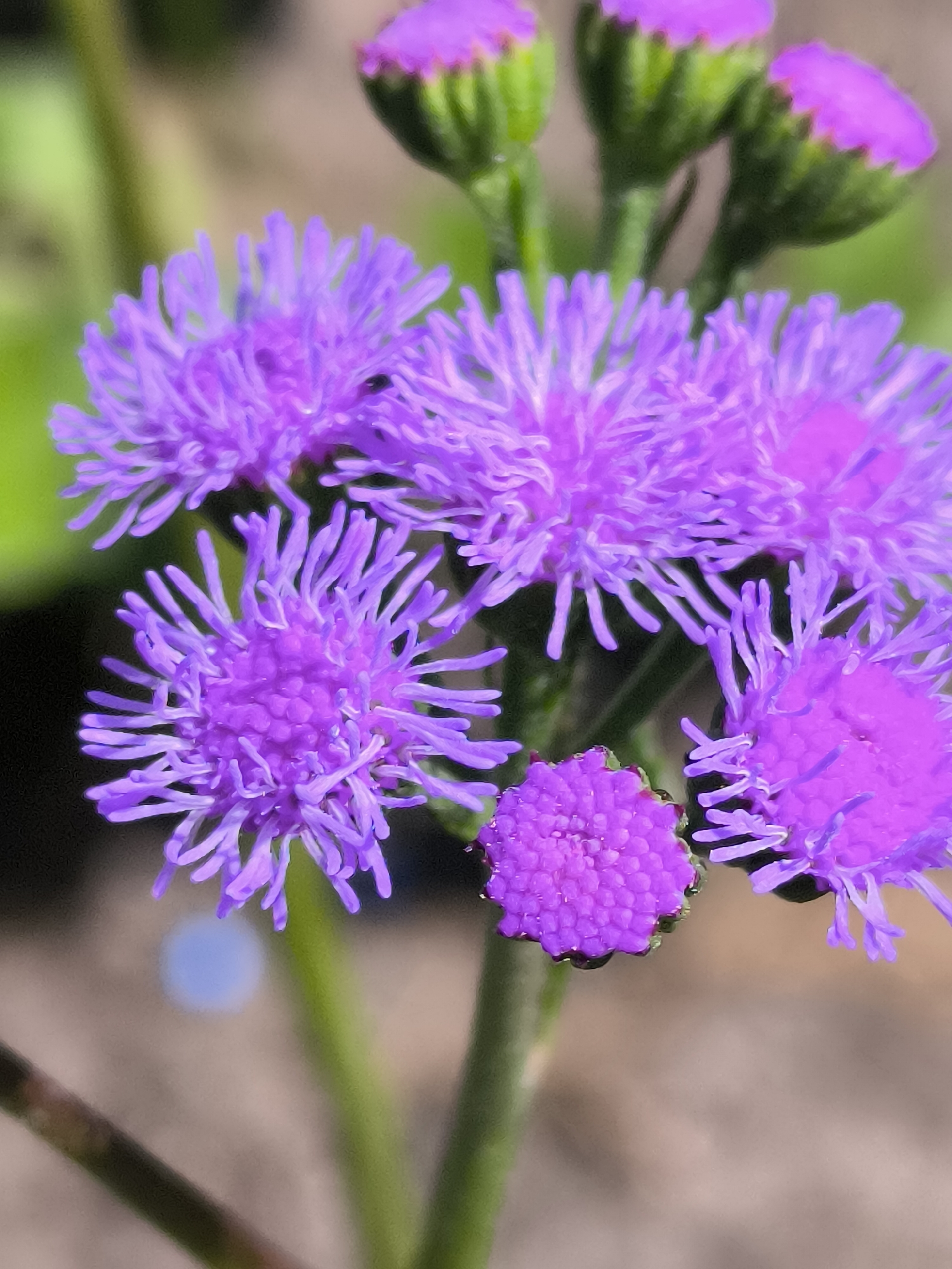 The image is a close-up, macro photograph of a cluster of vibrant purple flowers. The flowers have a delicate, feathery appearance with many thin petals radiating from a central core. Some of the flowers are fully open, showcasing their intricate structure, while others appear to be buds, with the purple petals peeking out from green sepals. The background is softly blurred, with shades of green and a sandy or earthy brown, suggesting an outdoor setting. There is a small, out-of-focus blue circular object visible in the mid-ground. No people or animals are present. The image is composed to emphasize the texture and color of the flowers. Without additional information, the specific location within the city of Neringa, Lithuania, cannot be determined from the visual content alone.