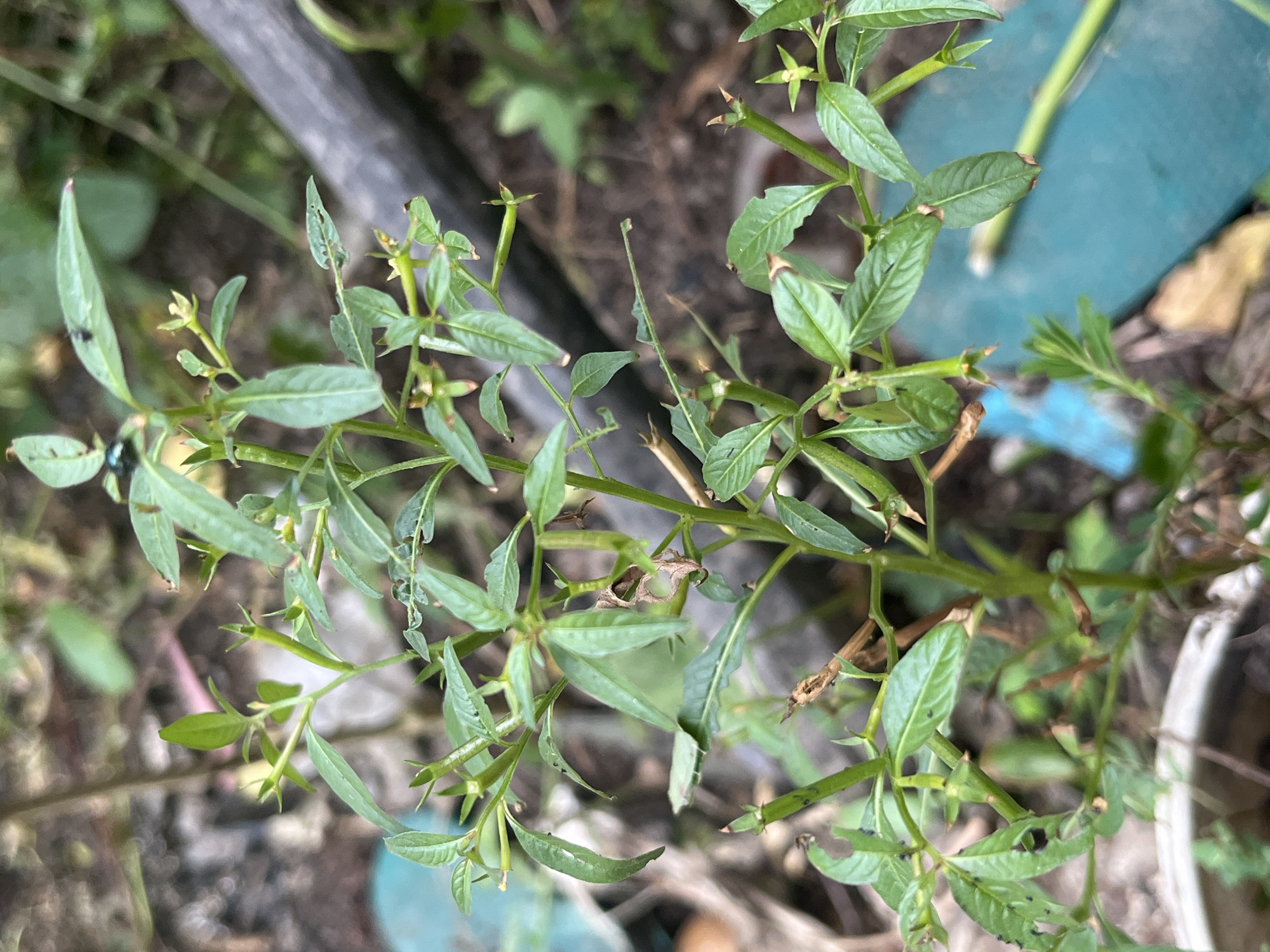 A close-up, eye-level shot shows a slender green plant with thin stems and elongated leaves. Several leaves exhibit small holes, suggesting insect damage. The plant's stem is green and somewhat spindly, with small, bud-like structures at some of the leaf axils. Some dried brown plant matter is visible amongst the green. In the upper left portion of the image, a small, iridescent blue beetle is perched on a leaf. To the right of the plant, a dark, rough-textured cylindrical object runs diagonally out of frame. The background is out of focus, showing a mixture of earth, dried leaves, and a blurred teal-colored object. This scene is located in Meliau Hulu, Indonesia.