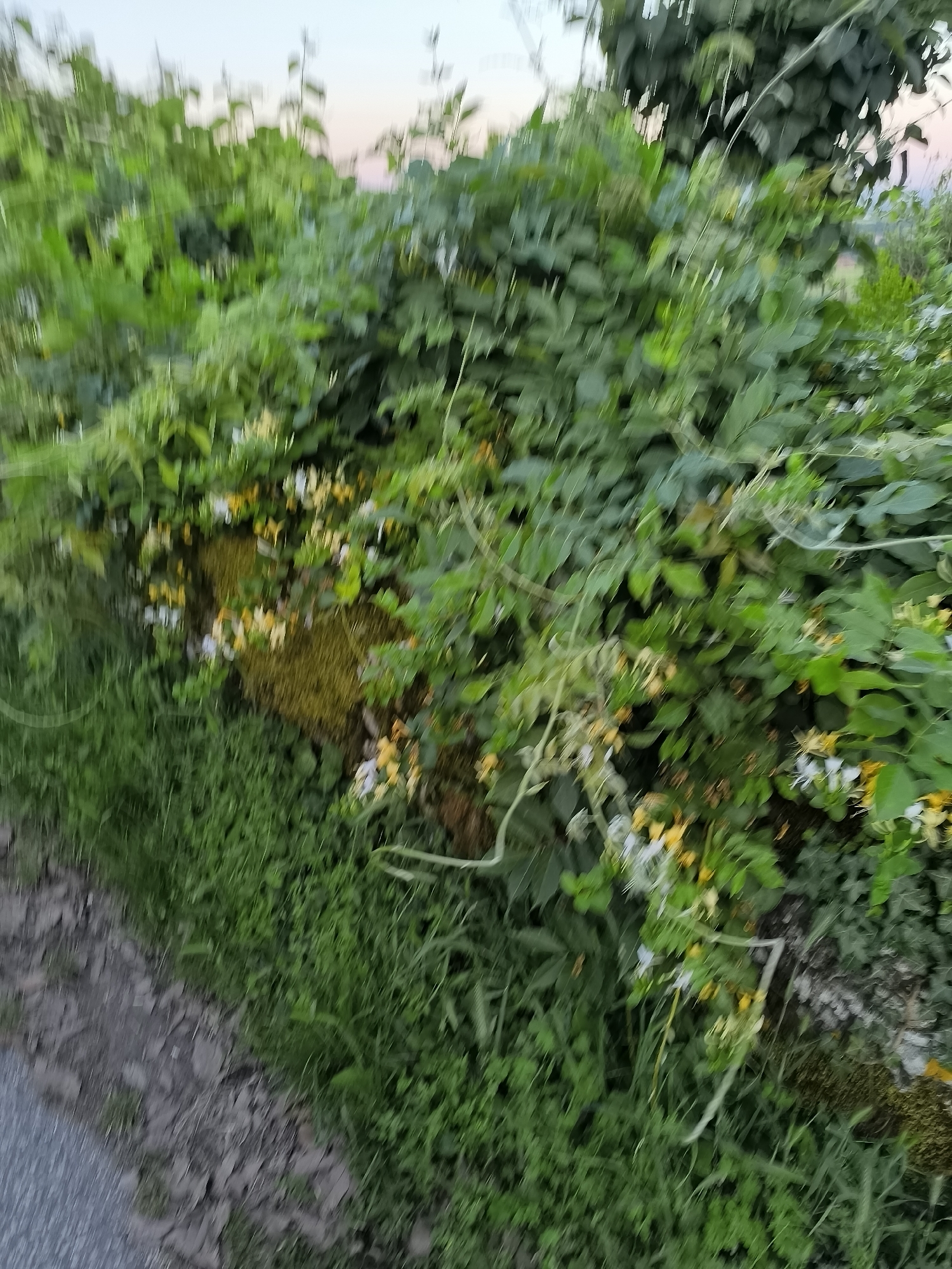 The image depicts a close-up, blurry view of vegetation in Pélussin, France. The scene appears to be at the edge of a road or path. A variety of green plants, including grassy vegetation and leafy vines with yellow and white flowers, are densely packed together. A road or path is visible on the left of the frame, suggesting this vegetation is growing alongside it. The sky is visible at the top, suggesting it is outdoors. The quality of the image is low, making it difficult to clearly identify specific plant types.