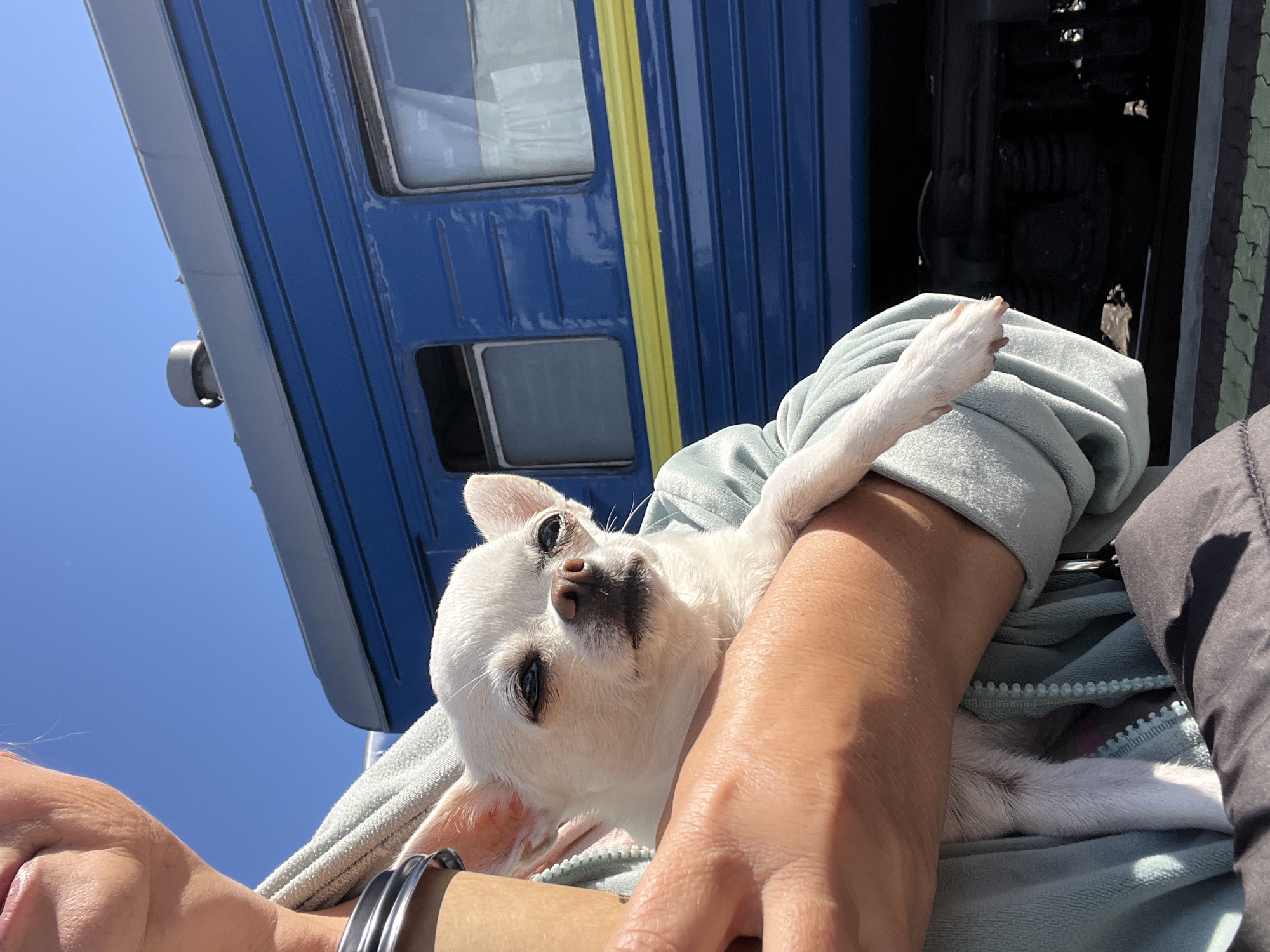 In Ivano-Frankivsk, Ukraine, a person is holding a small white chihuahua in their arms, partially obscuring a blue train carriage with a yellow stripe. The person, only their arm and chin are visible, is wearing a light blue hooded jacket. The chihuahua is looking to the left of the frame. The background shows a bright blue sky and the side of a train. The image appears to be taken outdoors, possibly at a train station.