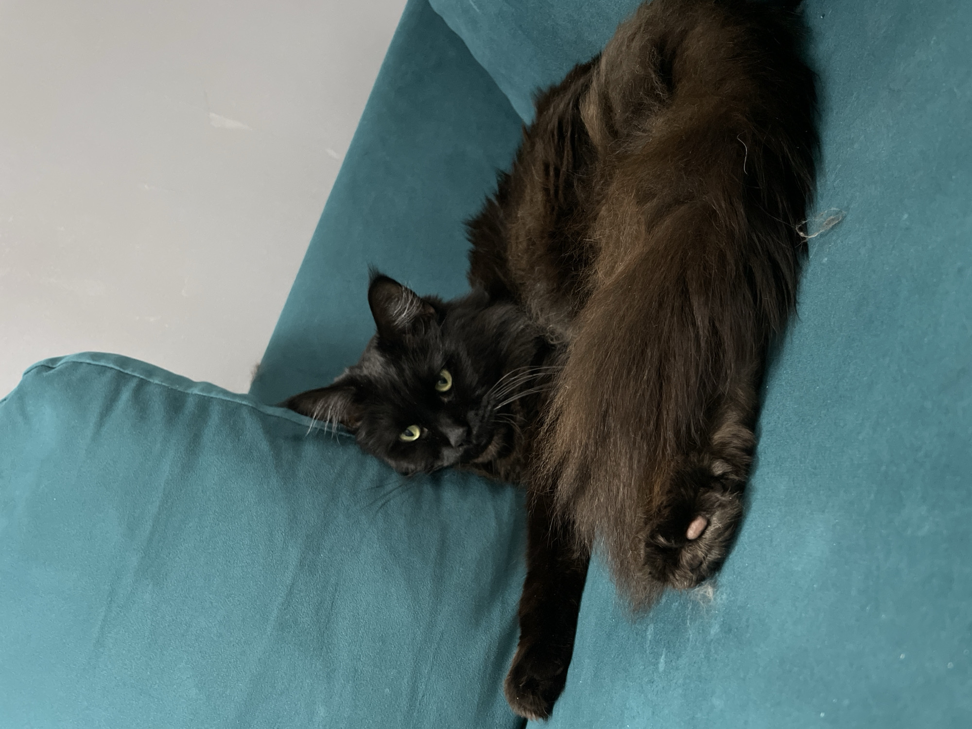 A medium shot of a black cat reclining on a teal-colored couch. The cat's head rests on the back cushion, and its body extends across the seat. The cat's tail drapes over the edge of the couch, and one paw is visible. The background is a white wall. There is no evidence indicating the location in the city of Chaikovsky, Russia.