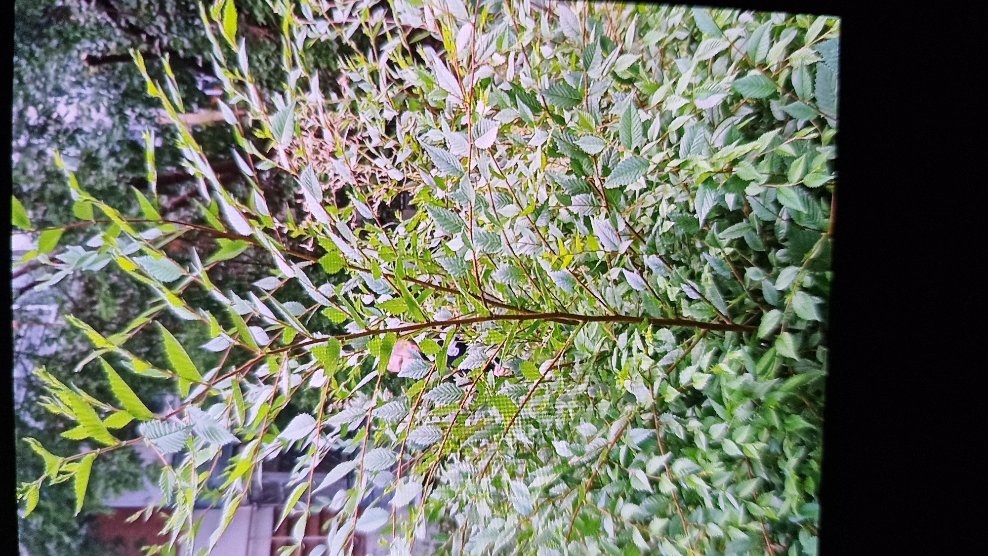 A vertical medium shot shows a dense thicket of green leafy branches with thin brown stems. The leaves are serrated and ovular, with some appearing lighter green or even silver in color, particularly towards the top of the frame. The background is blurred, with hints of darker green foliage and what appears to be buildings or structures in muted colors, suggesting an urban or semi-urban environment. The image is captured from a slightly low angle, looking up into the branches. No people are clearly visible, though there may be a faint, pale shape partially obscured by leaves in the middle ground, near the center. The scene is not specifically identifiable as being in Kostanay, Kazakhstan, or any other specific city.