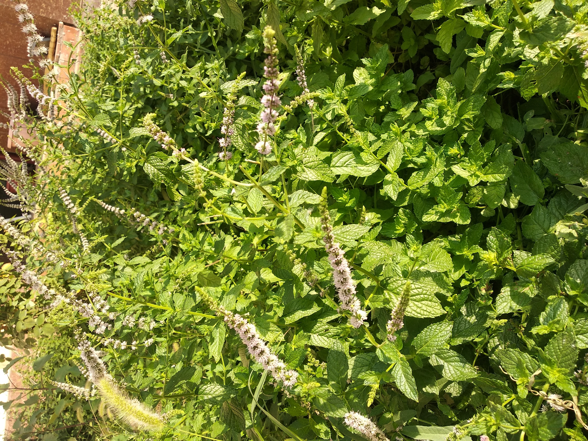 The image shows a dense patch of green mint plants with white and pink flowering spikes. The plants are growing outdoors, with a brick wall and foliage visible in the background. The lighting suggests it is daytime. The scene appears to be a garden or natural growth in Charvak, Uzbekistan.