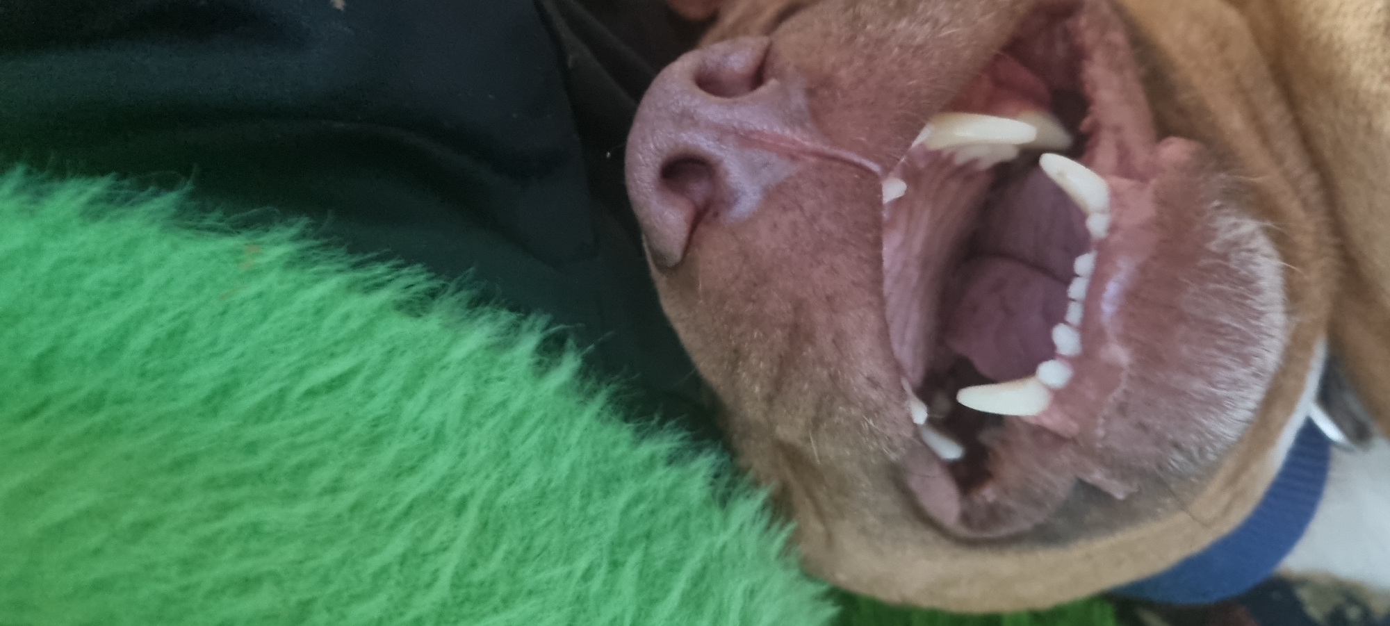 The image shows a close-up of a brown dog's open mouth. The dog's nose is positioned in the upper left of the frame. The dog's teeth are visible, and the inside of its mouth is pink. The dog is lying on or near a green fuzzy material in the lower left corner, and a black material is also present. Part of a blue collar is visible around the dog's neck, and a sliver of white fur is also present. The location and the city is unknown.