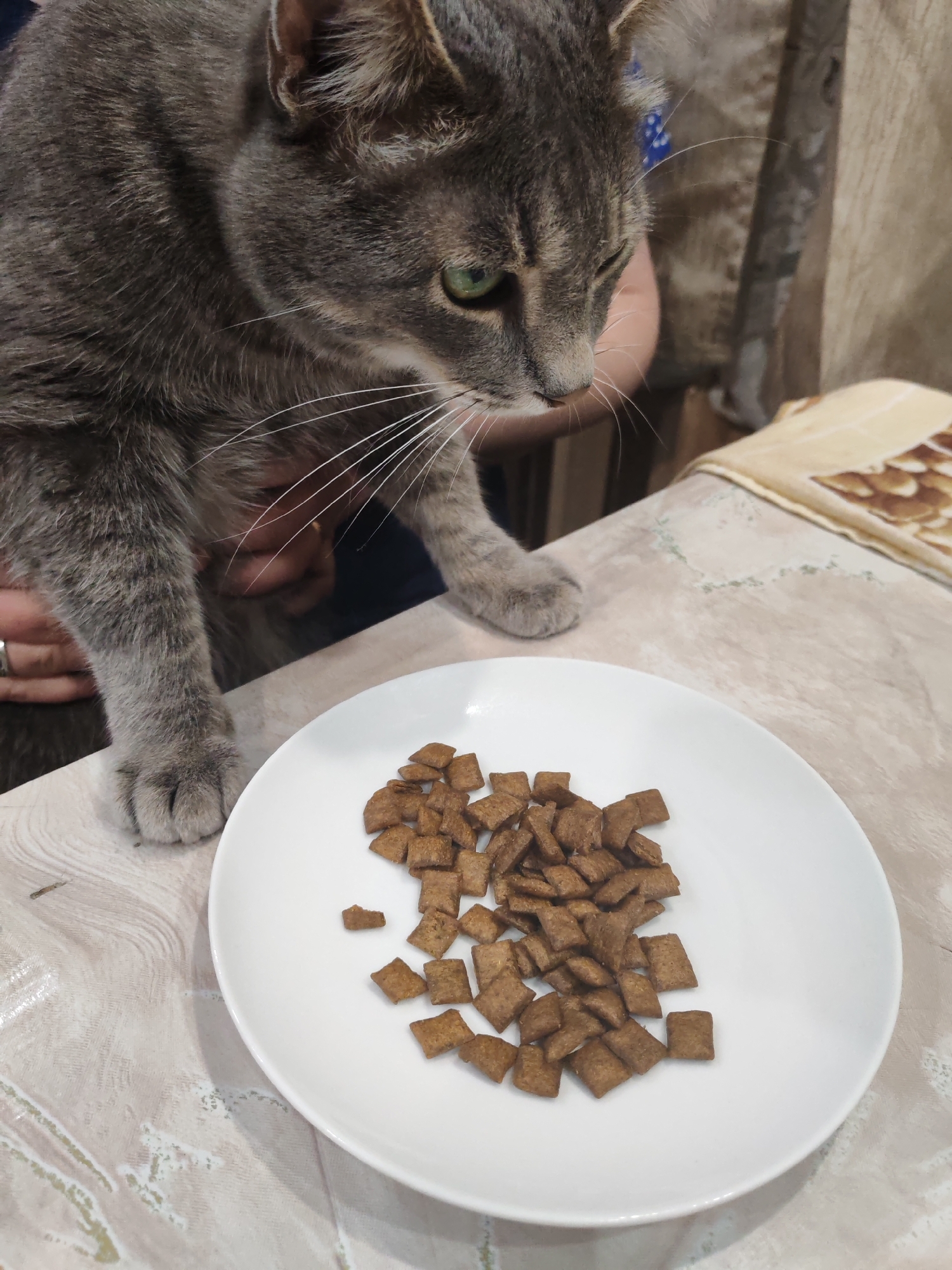 A gray tabby cat is held above a white plate filled with brown, square-shaped dry cat food. The cat is looking down at the food. The plate is placed on a table with a light-colored surface, which appears to be indoors. A patterned cloth or pad is near the edge of the table. The city and location are Unknown.