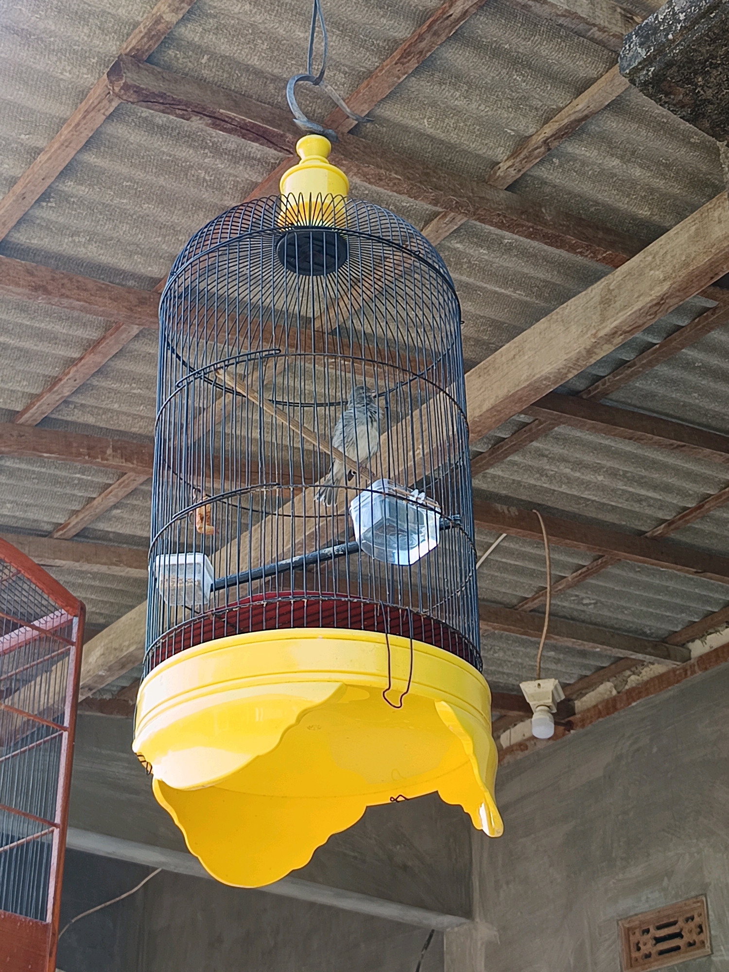 A birdcage hangs from a wooden ceiling structure. The birdcage is cylindrical and made of black metal bars. It has a bright yellow base with an ornate, scalloped edge. Inside the cage, a small bird with grey and white plumage is perched on a wooden dowel. To the left of the main cage, a portion of a red-brown wooden cage is visible. The ceiling is made of corrugated sheets and supported by rough wooden beams. A simple light fixture with a white bulb is attached to a beam in the background. The overall environment appears to be outdoors or in an open-air structure, with concrete walls visible below. The scene is likely located in Gunung Sekar, Indonesia, given the architectural style and common materials used in such regions.