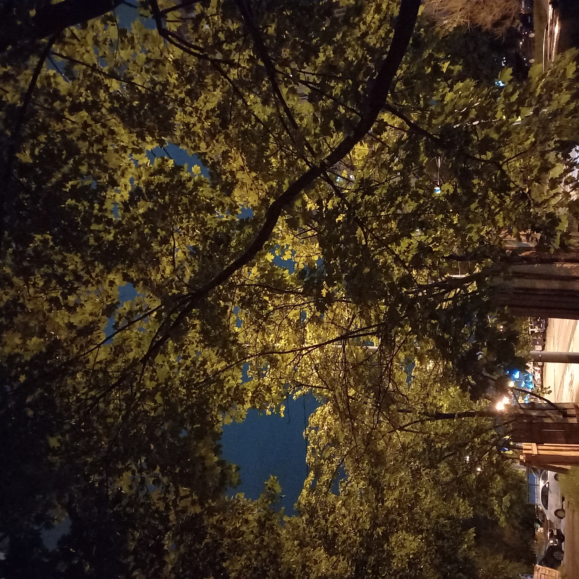 The image, taken at night, depicts the view looking up through a canopy of trees. The foliage is dense and illuminated by streetlights, creating a mix of light and shadow. In the gaps between the leaves and branches, a dark blue sky is visible. On the right side of the frame, there is a street scene with a sidewalk, a fence, streetlights, and parked cars. The image is slightly rotated, with the street scene appearing vertical along the right edge. Given the architectural style and vehicle types, the location is likely in a European or North American city. There is no specific data that suggests the location is in Moscow, Russia. The scene is static; no people or actions are visible.
