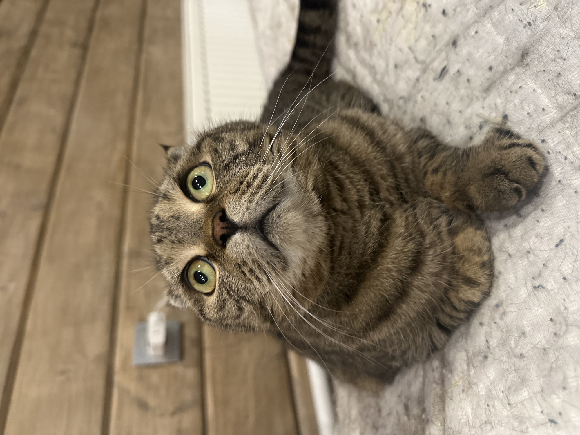 The image shows a close-up of a tabby cat with green eyes, looking upwards. The cat is lying on a textured surface, possibly a bed or blanket, which is covered in small dark specks, likely lint or pet hair. The background features a wooden paneled wall and a white radiator. There is also a white electrical outlet with a plug inserted into the wall. The image is taken in a domestic setting, and the cat appears to be the sole subject. The lighting is soft, highlighting the cat's fur and facial features. There is no indication of the city of Virki, Russia, in the provided image or its crops.