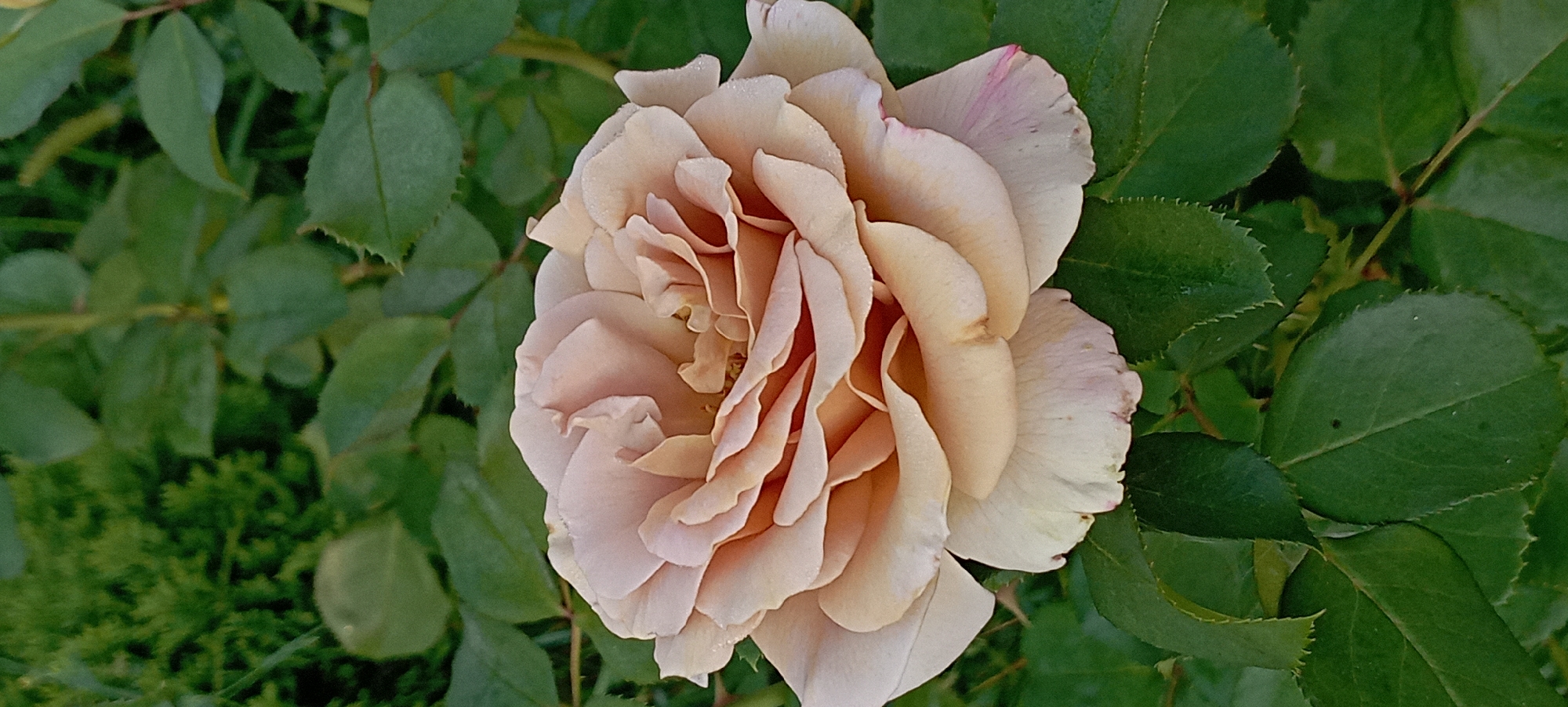 A close-up, vertical shot showcases a delicate, light peachy-pink rose in full bloom, set against a backdrop of lush, dark green foliage. The rose's petals are layered and ruffled, with subtle variations in color, ranging from a pale cream at the edges to a warmer peach hue towards the center. Some petals have tiny water droplets on them, suggesting dew or recent watering. The leaves of the rose bush are a rich, deep green, with serrated edges and visible veins. The background is a blur of more greenery, indicating the rose is part of a garden or natural setting. The overall impression is one of natural beauty and tranquility. The image was captured in Radisne, Ukraine.